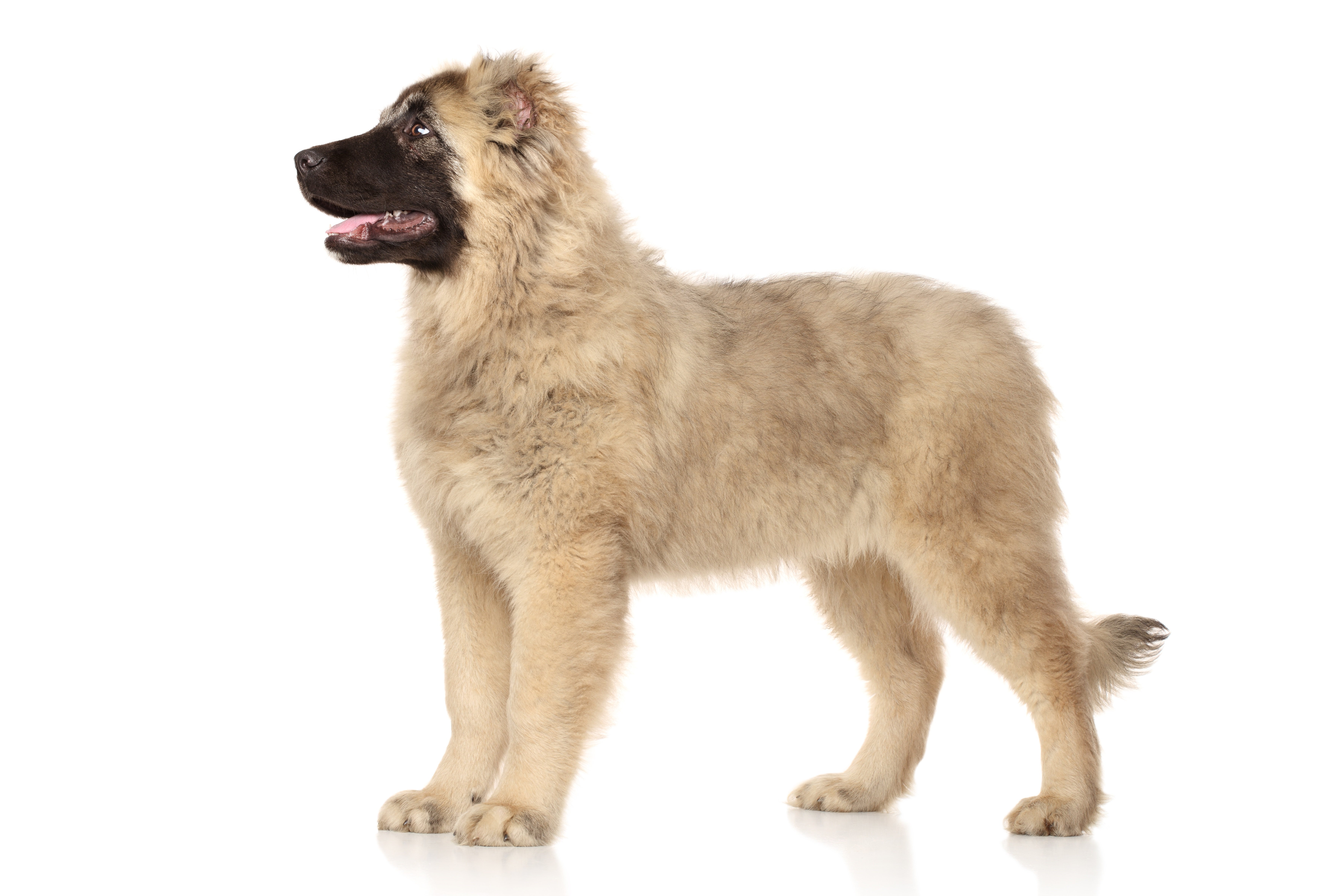 Caucasian Shepherd Dog Breed Information & Picture