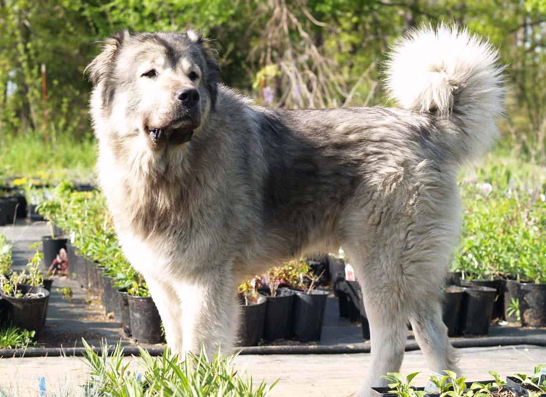 what is a caucasian shepherd mixed with