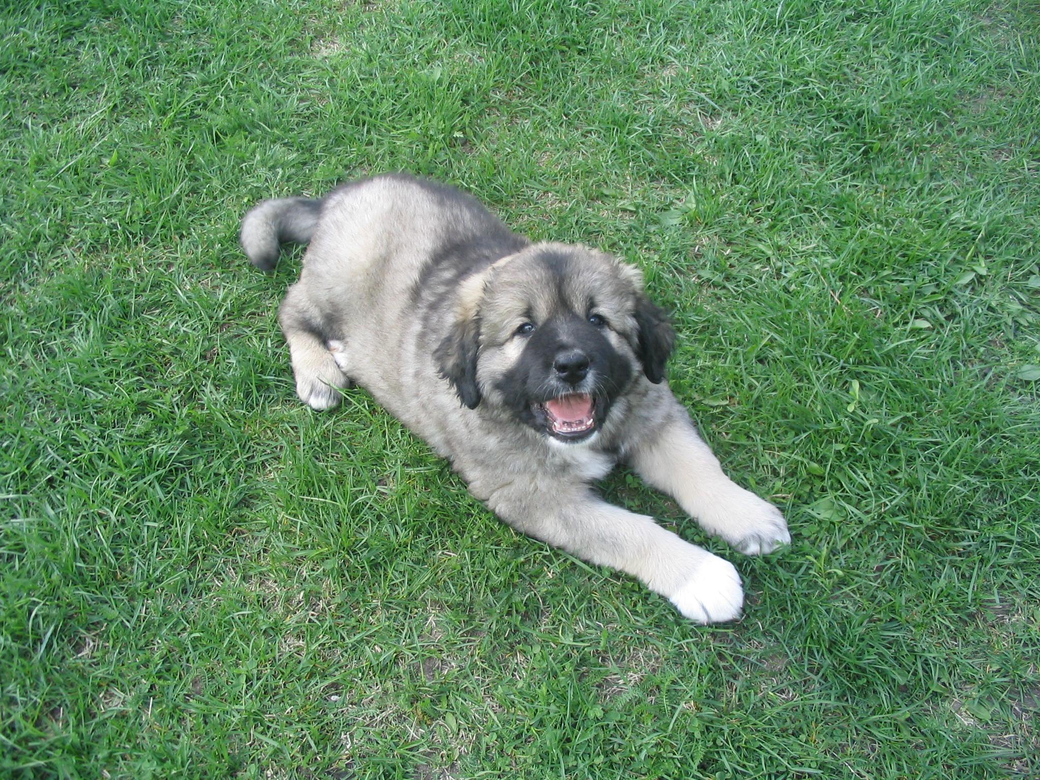 Caucasian Shepherd dog looking at the photographer photo