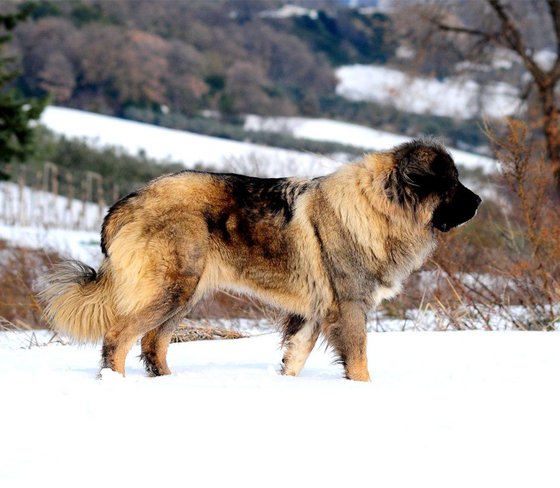Russian Caucasian Mountain Dog Image