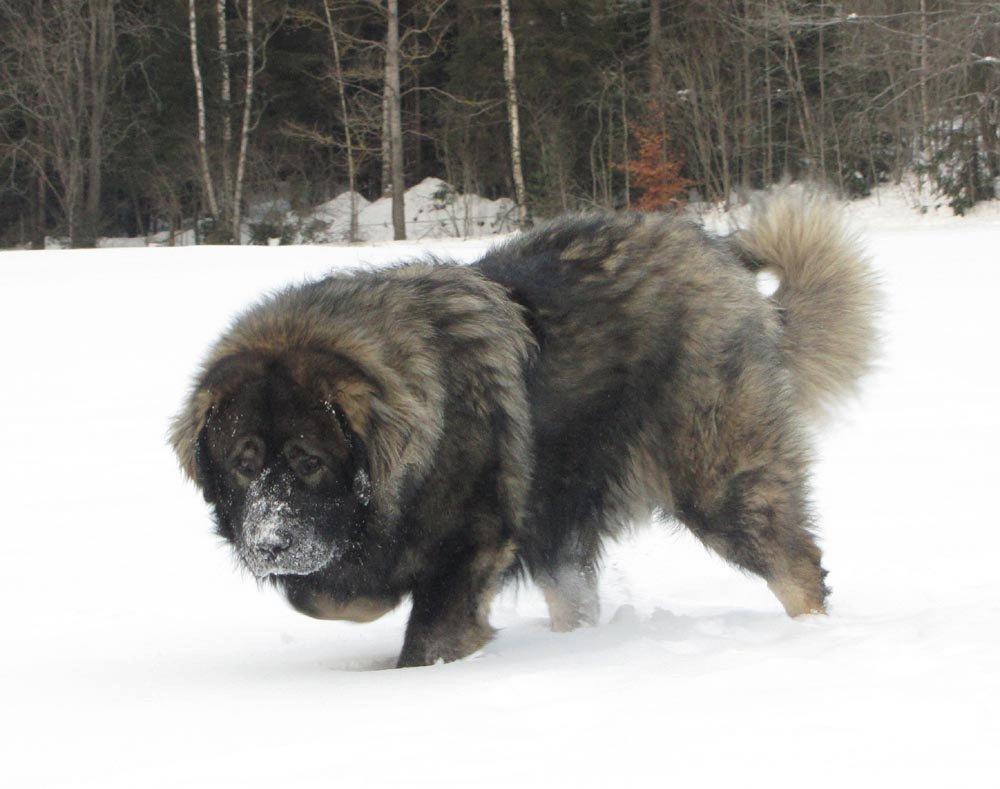 Caucasian Shepherd Dog, Picture, Puppies, Temperament