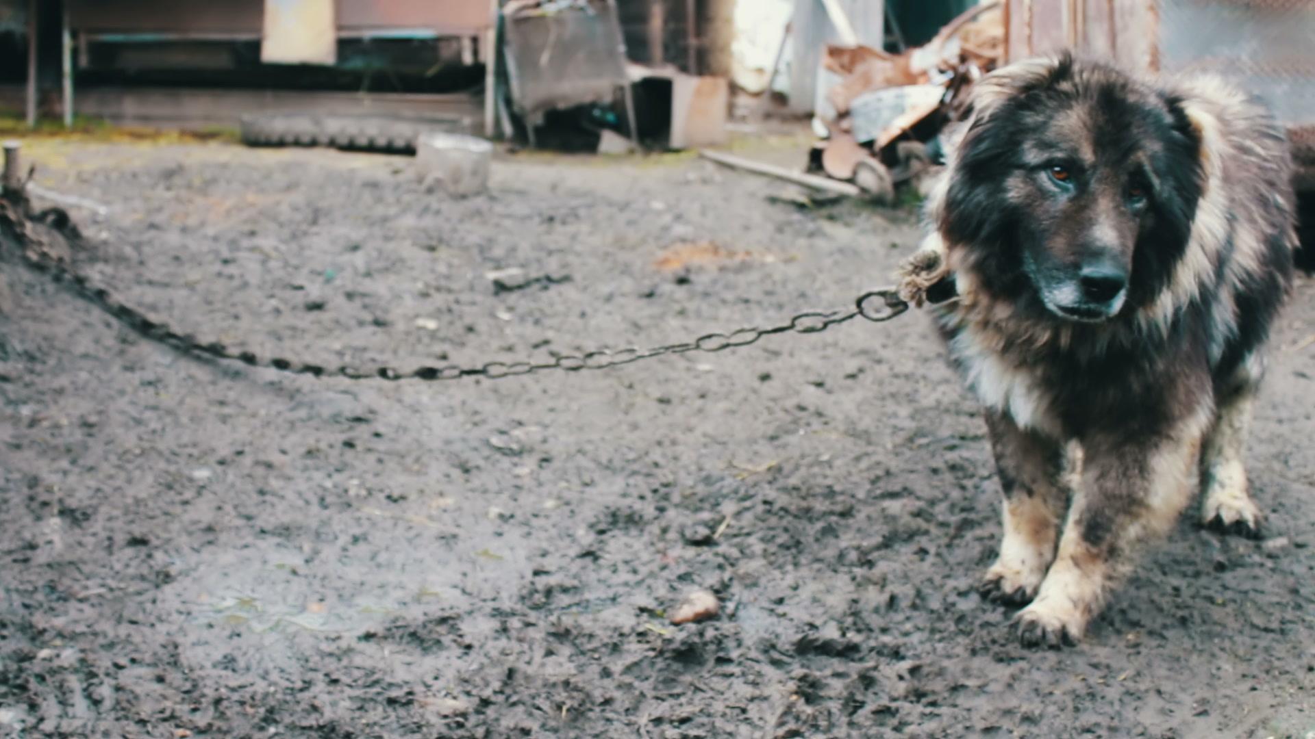 Video: Caucasian shepherd big dog on a chain runs and barks near a