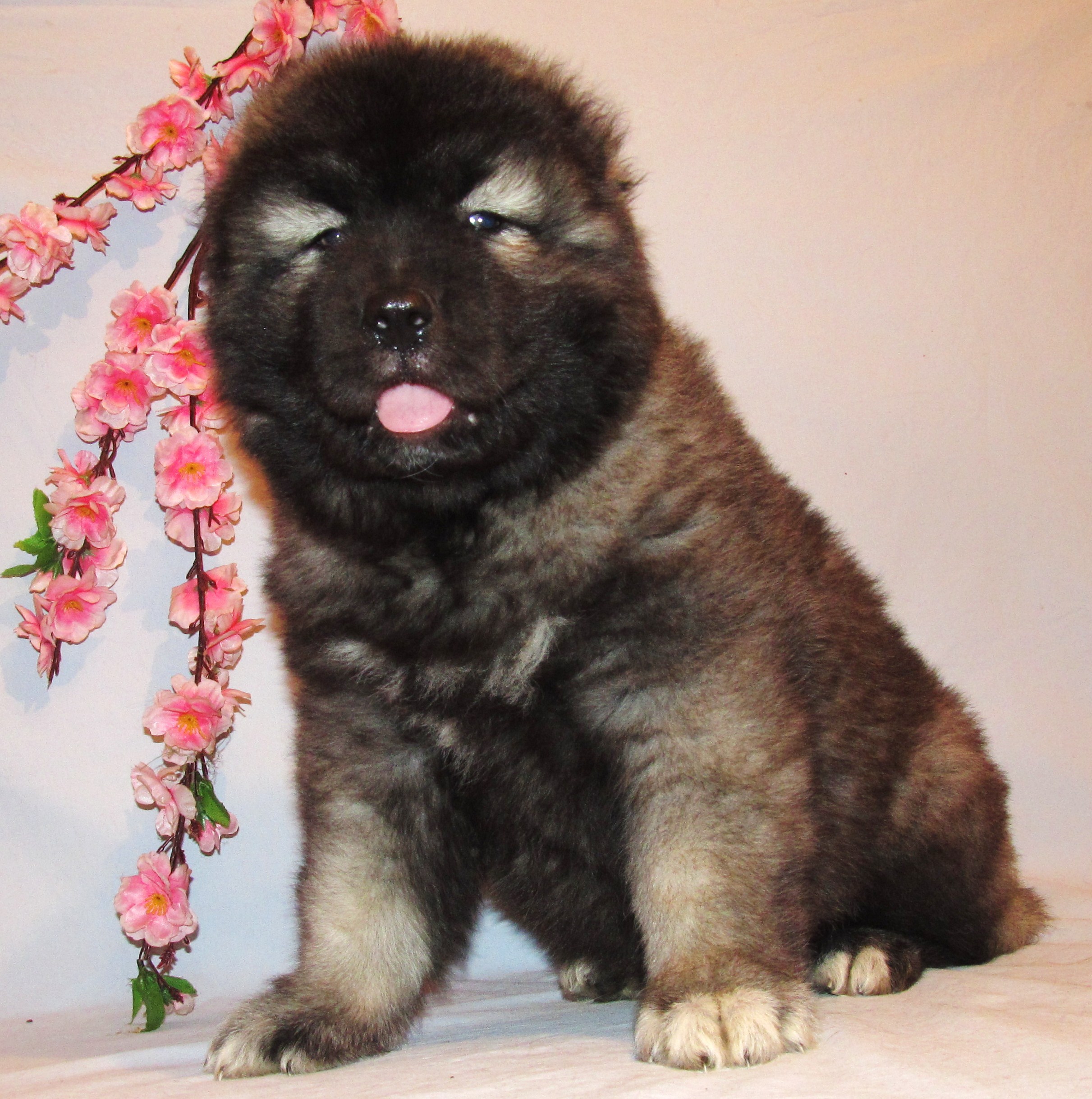Caucasian Shepherd puppy, on pink background wallpaper and image