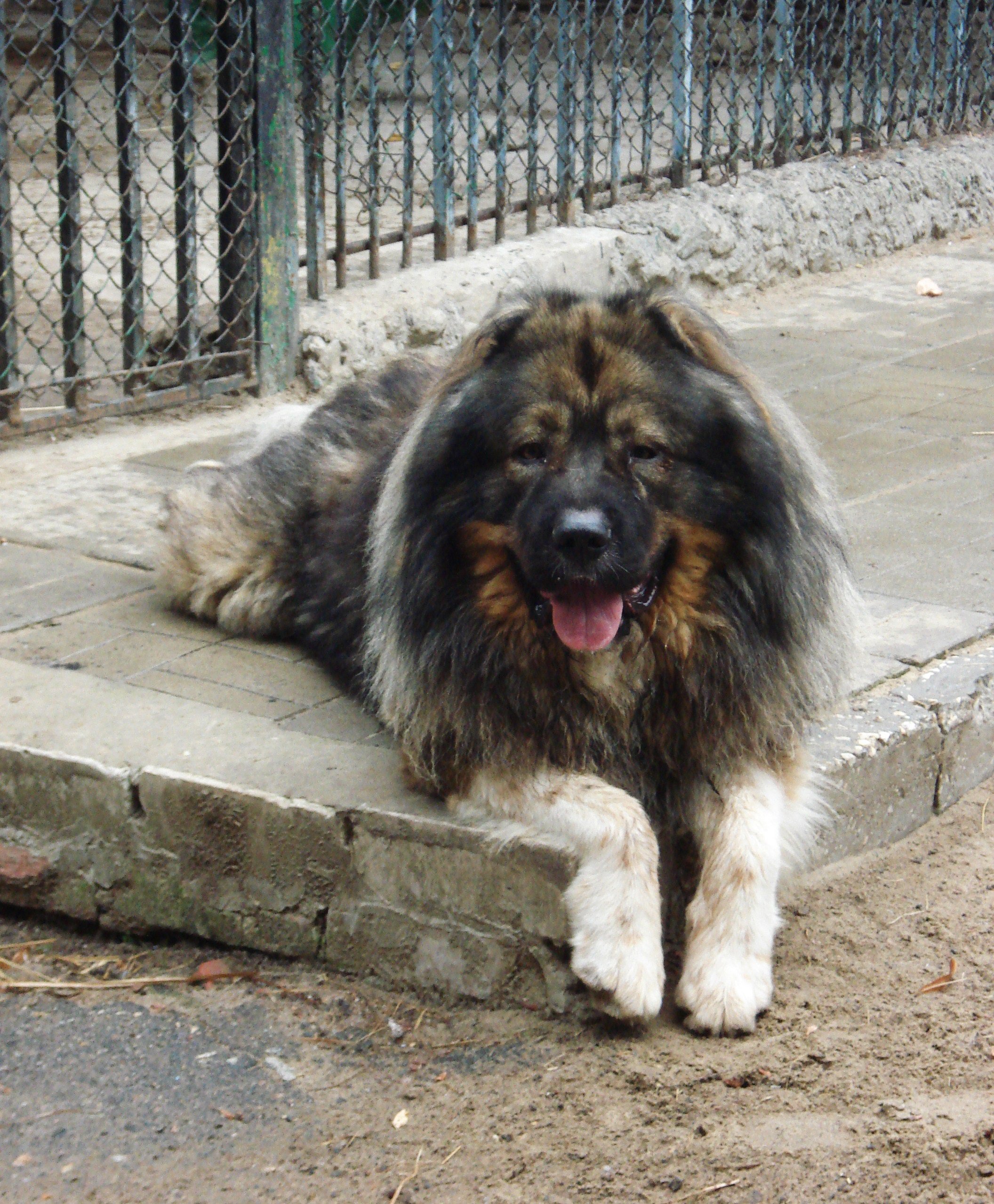 Caucasian Shepherd Dog Breed Information & Picture