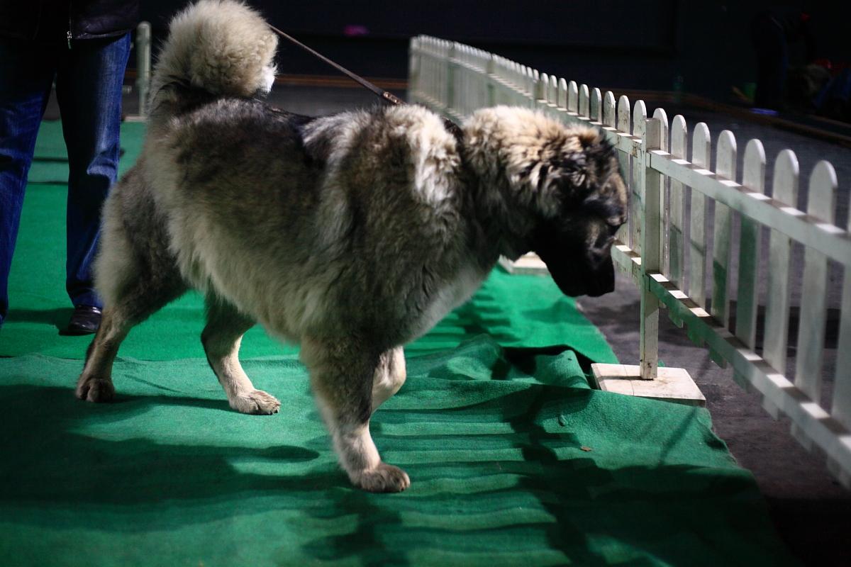 Caucasian Shepherd Dog on the dog show photo and wallpaper