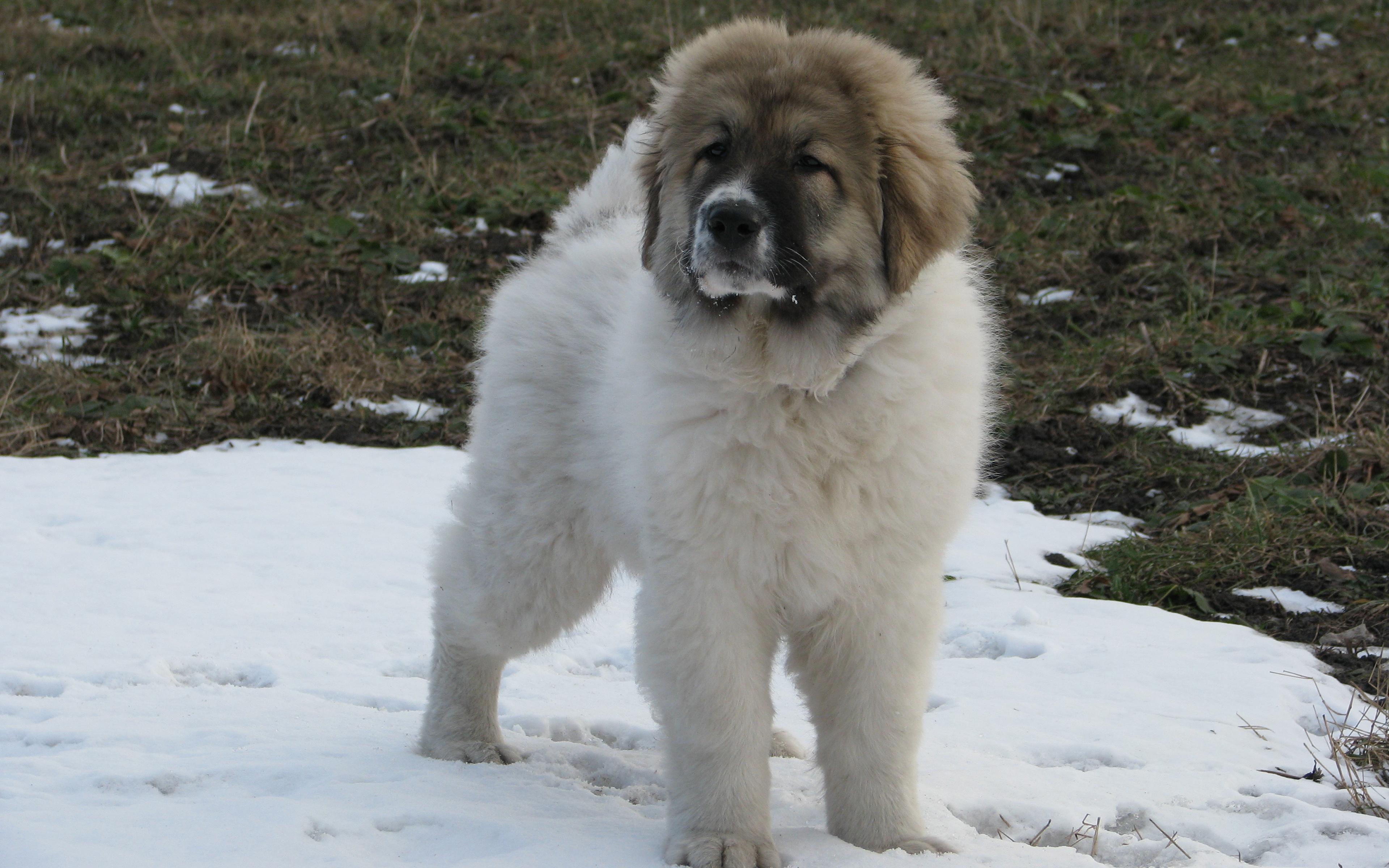 Download wallpaper Caucasian Shepherd Dog, puppy, white fluffy dog