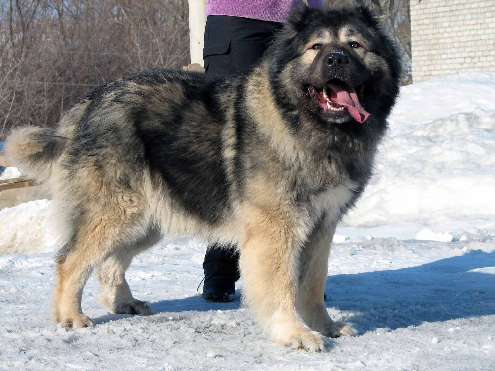 Caucasian Shepherd Dog Big Dog Breeds