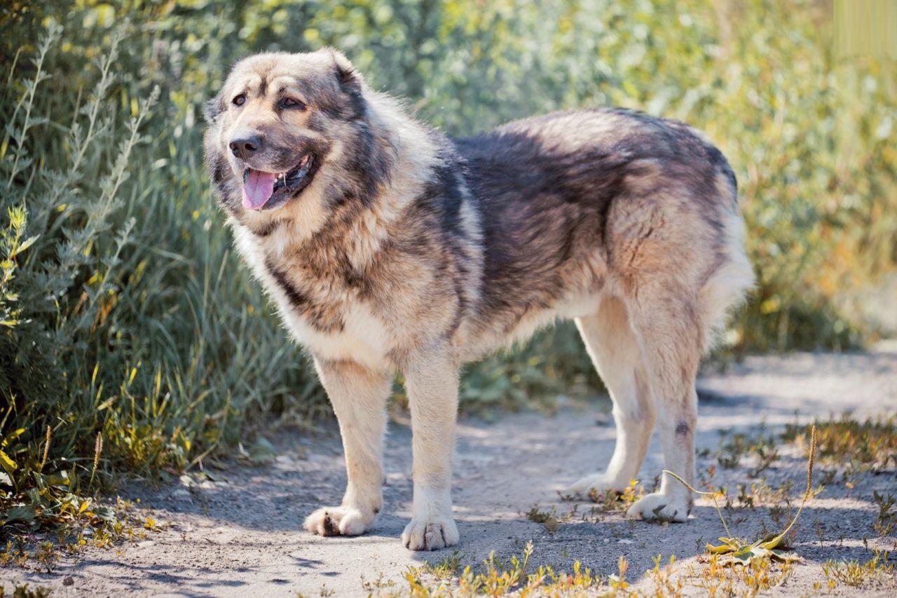 Caucasian Shepherd Dog, Picture, Puppies, Temperament