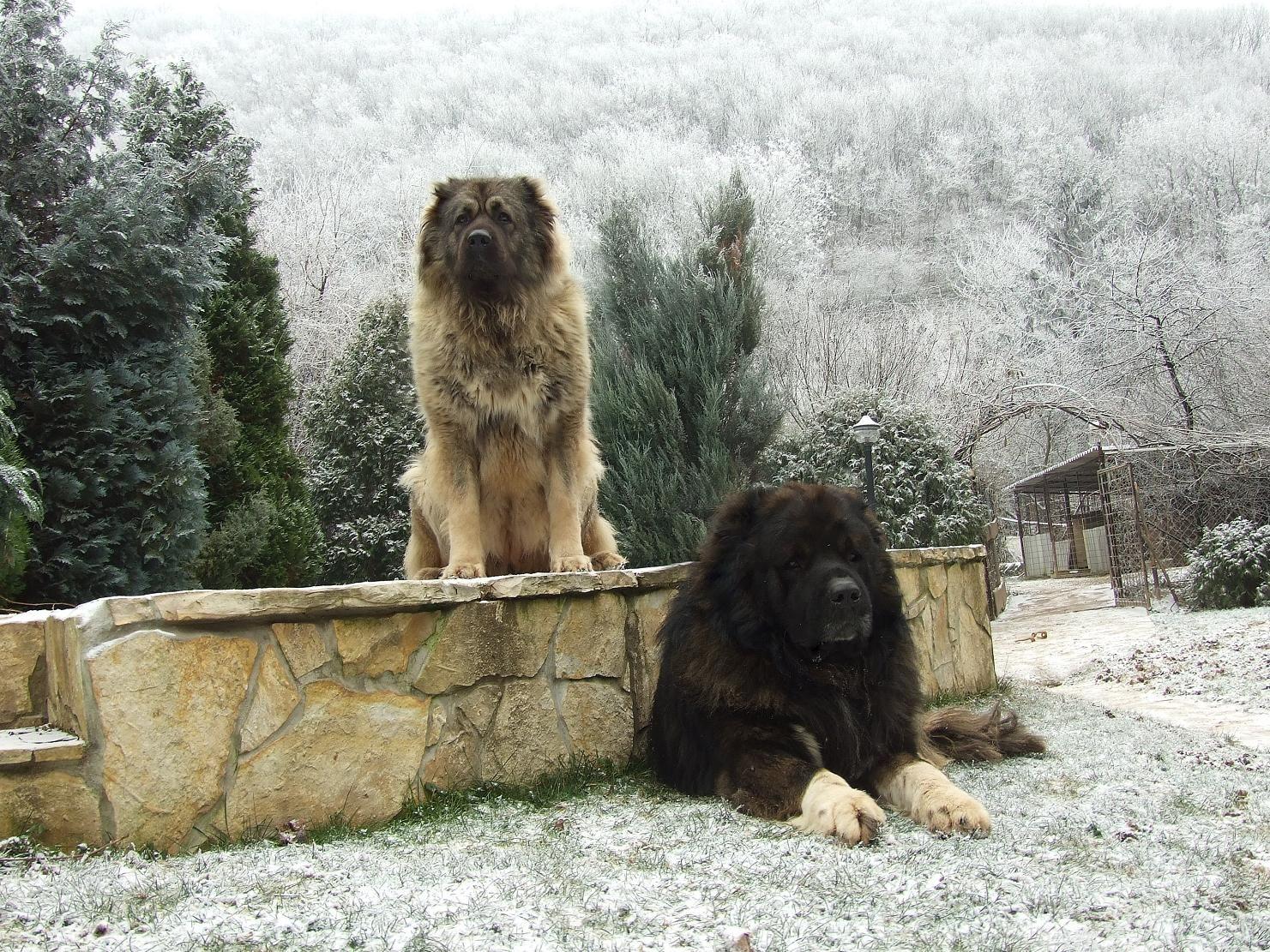 sarplaniac photo. Cute Sarplaninac dogs photo and wallpaper