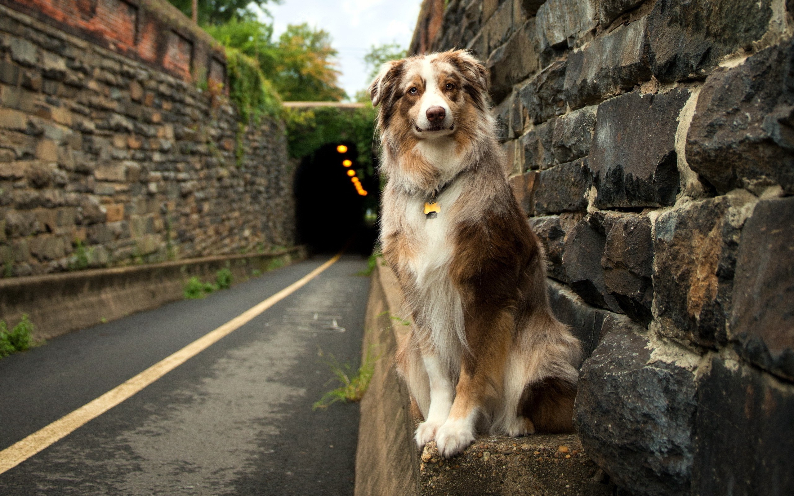 dog animals road tunnel australian shepherd wallpaper and background