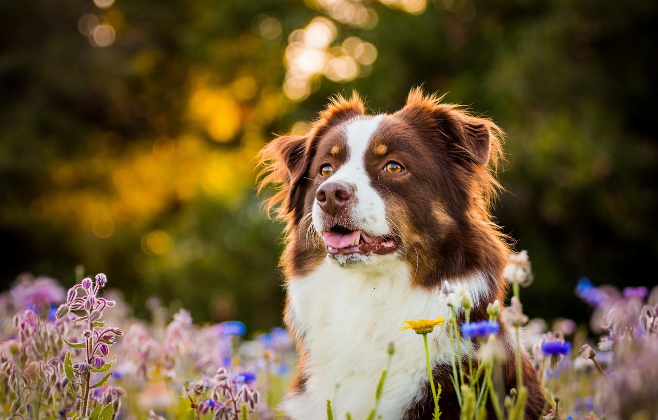 Wallpaper face, flowers, dog, Australian shepherd image for desktop