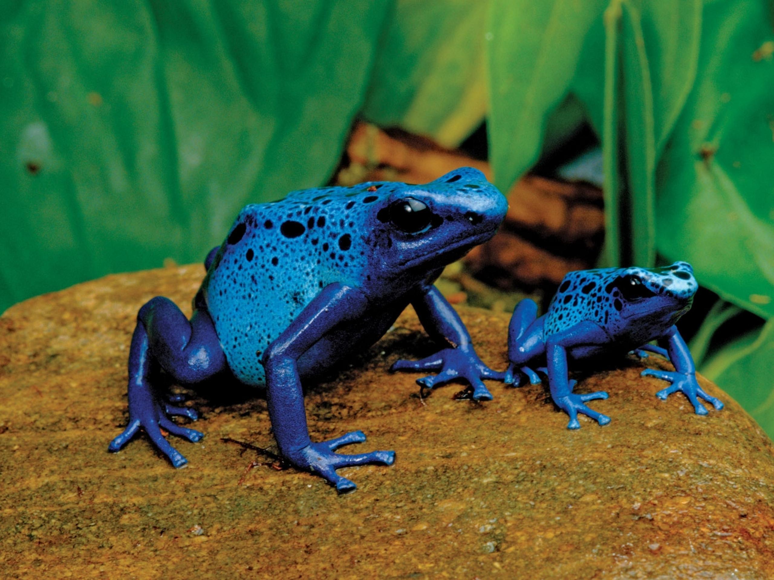 Poison Dart Frog Wallpapers - Wallpaper Cave