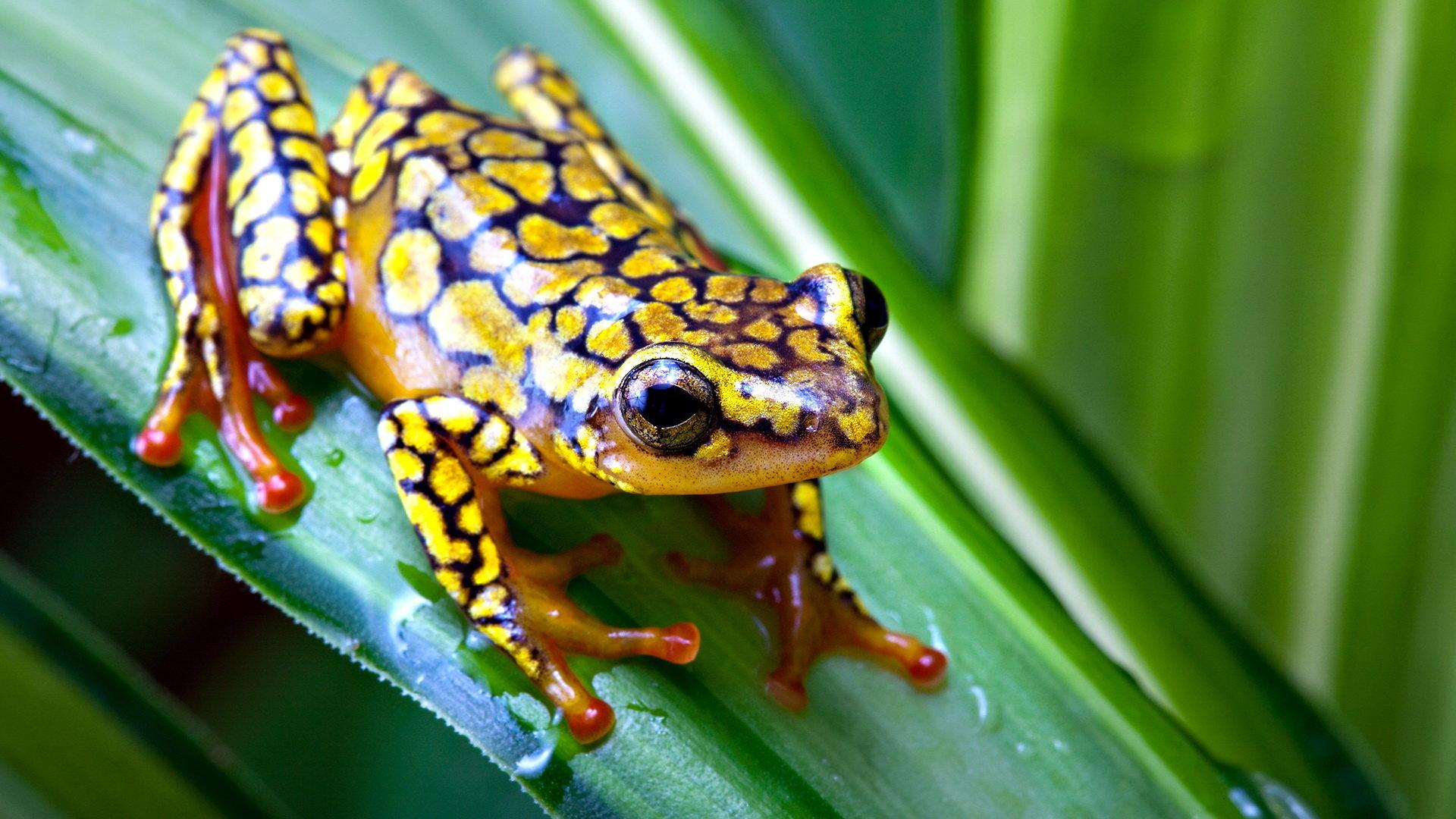 Awesome Poison Dart Frog free wallpaper for HD 1920x1080