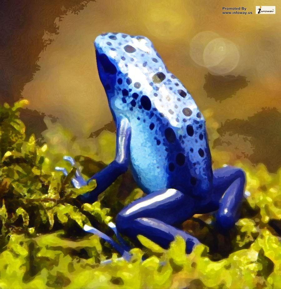 Blue Poison Dart Frog wallpaper. Blue Poison Dart Frog wall
