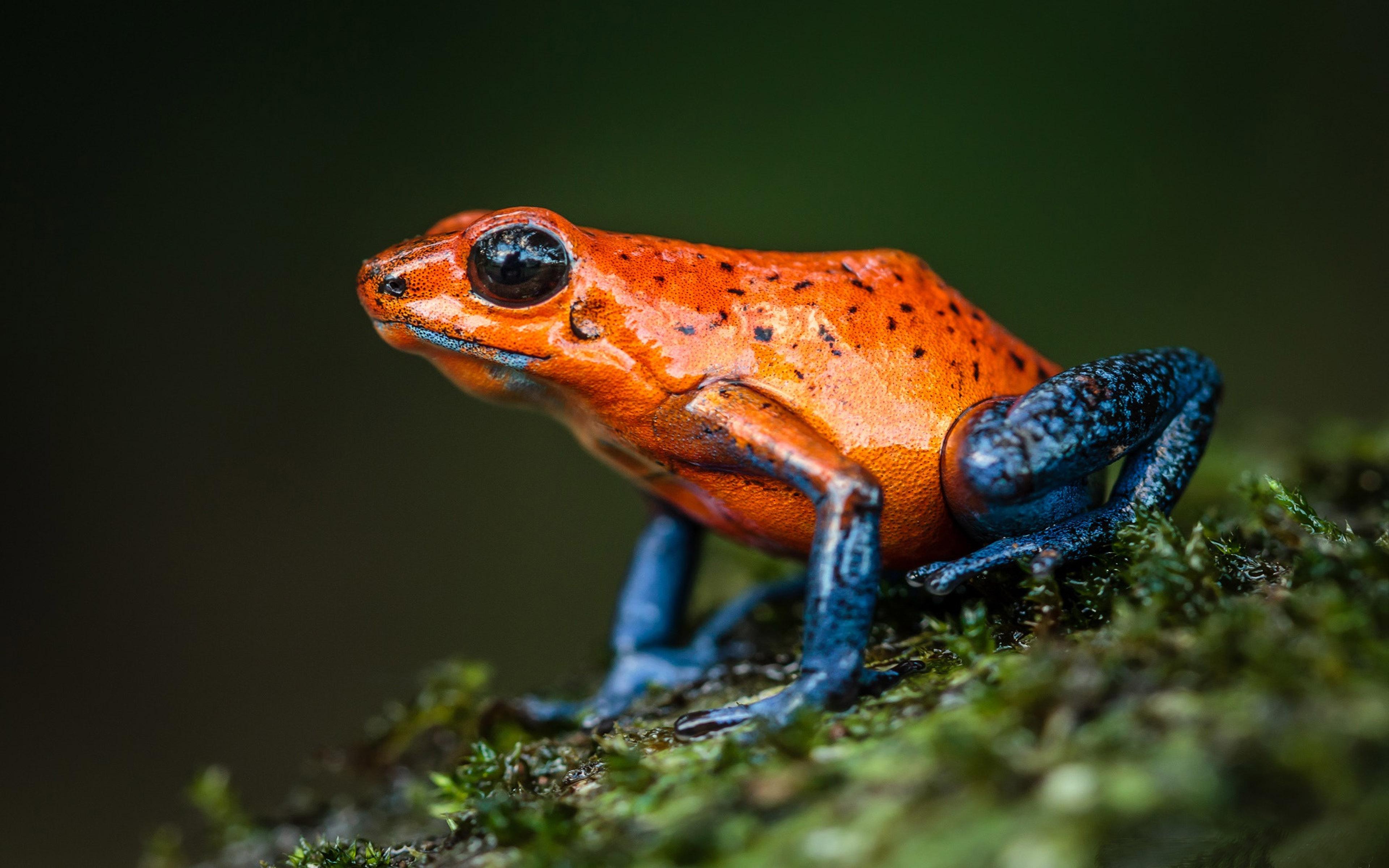 Amphibians Strawberry Poison Dart Frog Found In Central America