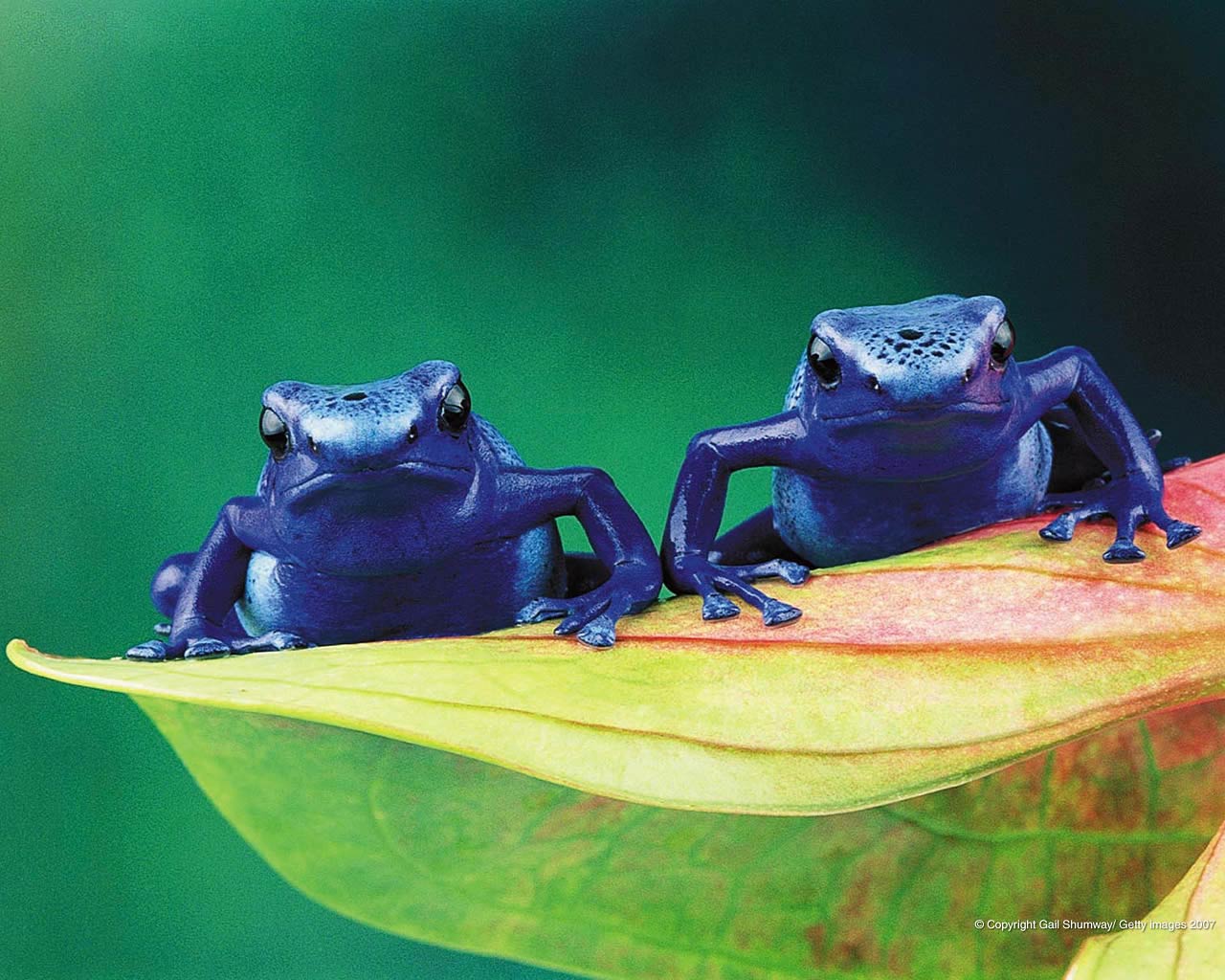Poison Dart Frog Wallpapers - Wallpaper Cave