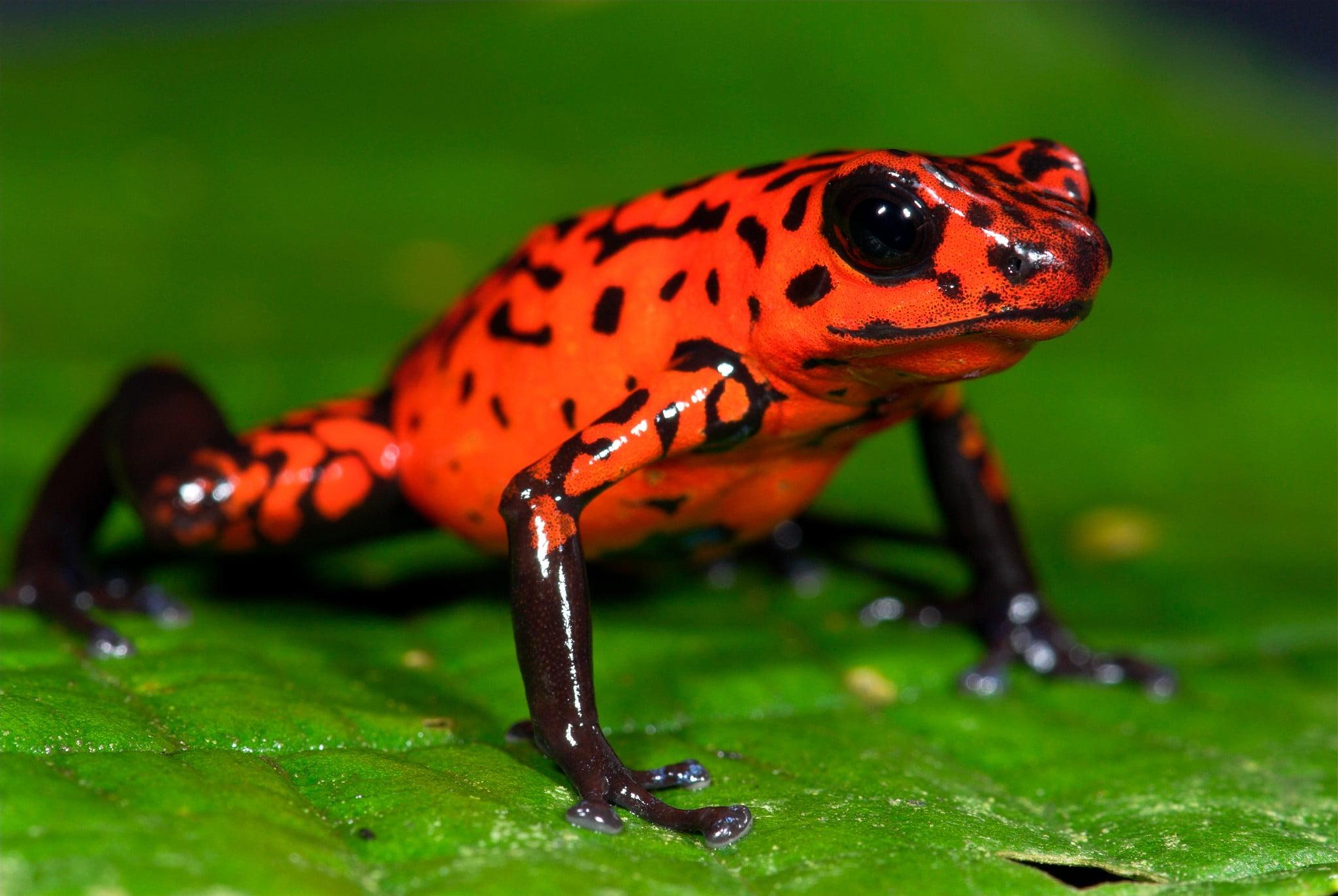 Red and black frog, frog, animals, nature, poison dart frogs HD.