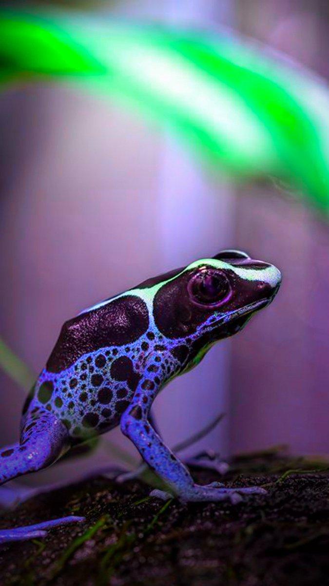 tree frog wallpapers APK for Android Download