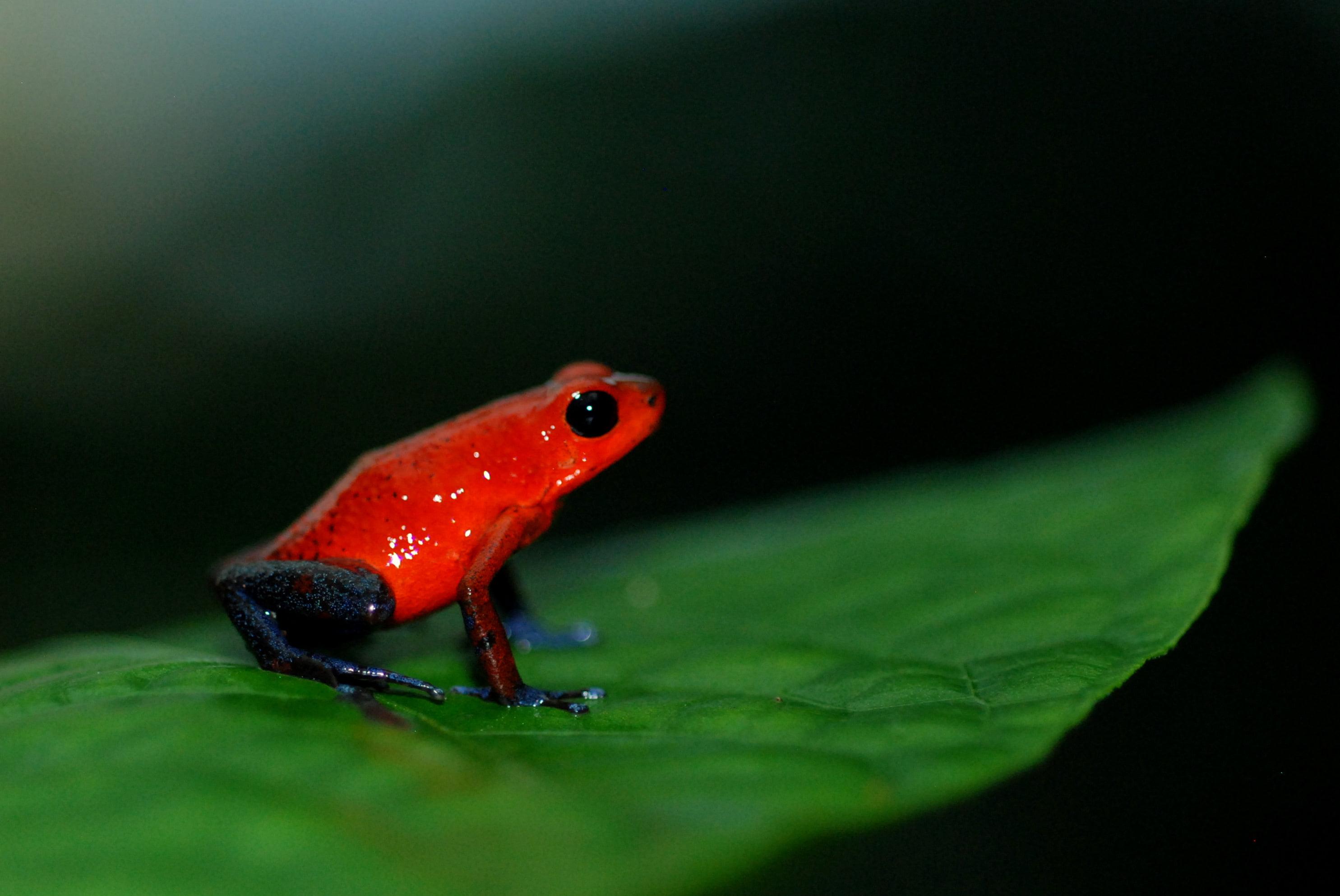 Selective focus photography of a red frog on top of leaf, oophaga