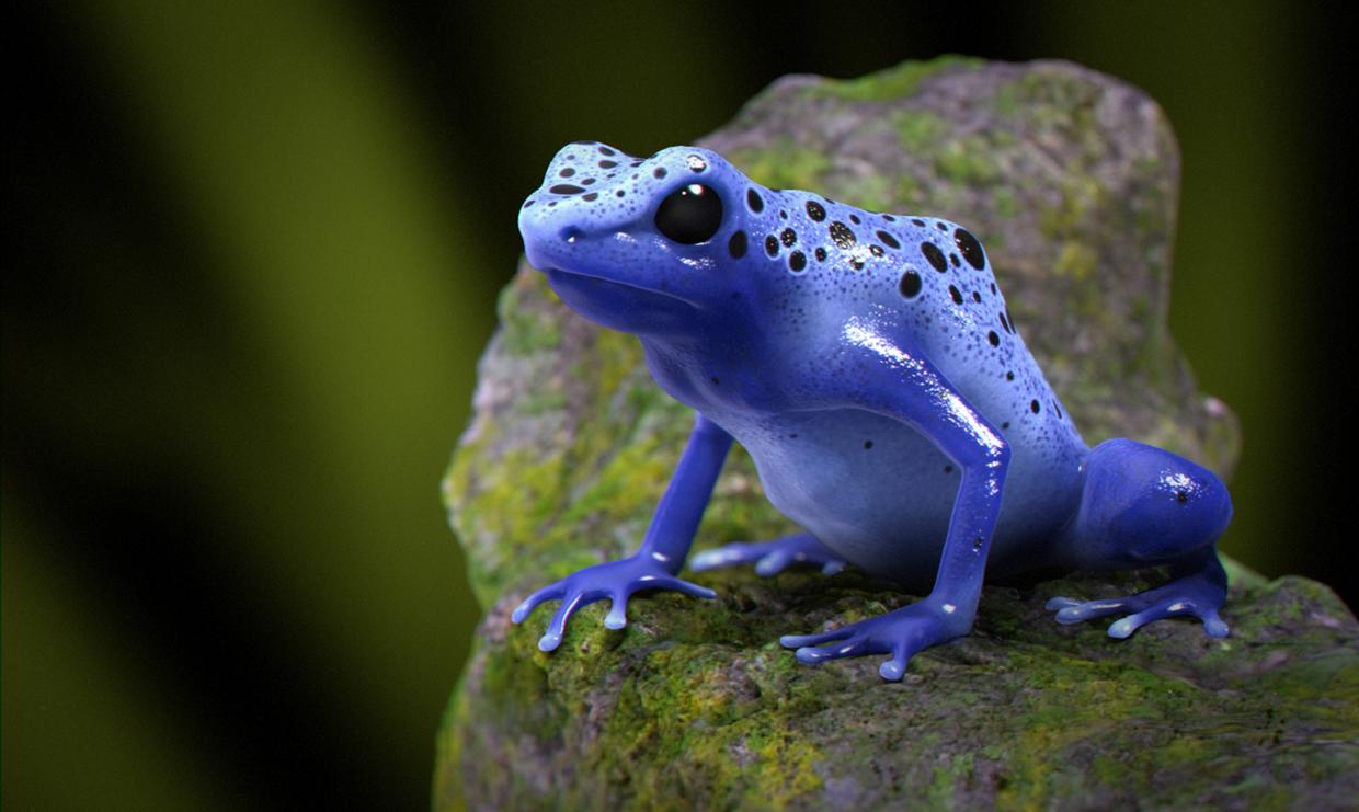 Blue Poison Dart Frog Wallpaper