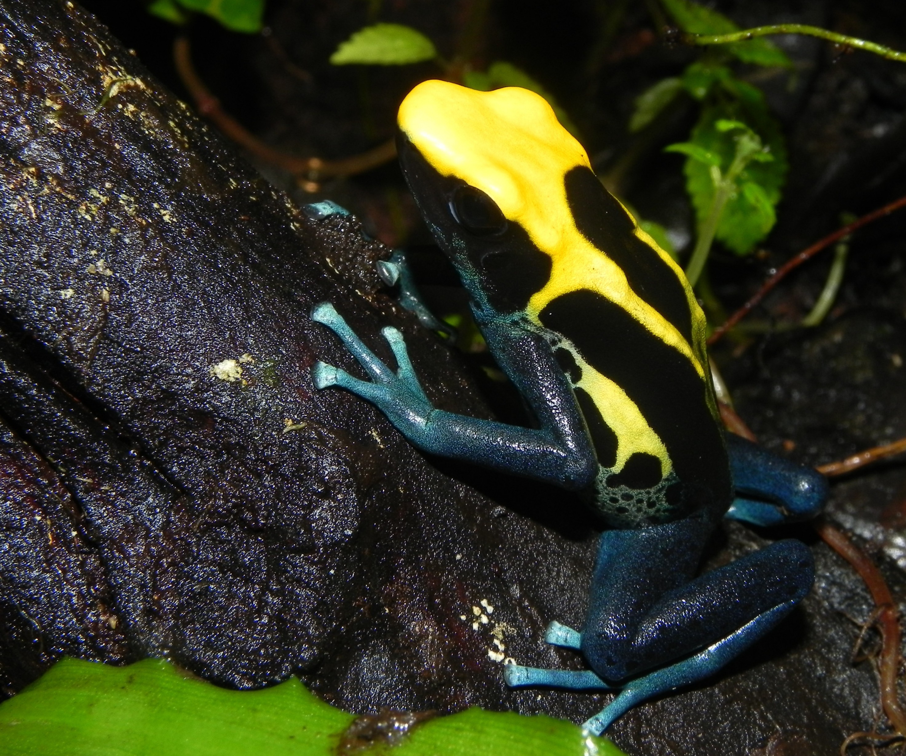 Download 2947x2460 Poison Dart Frog, Black And Yellow Wallpaper