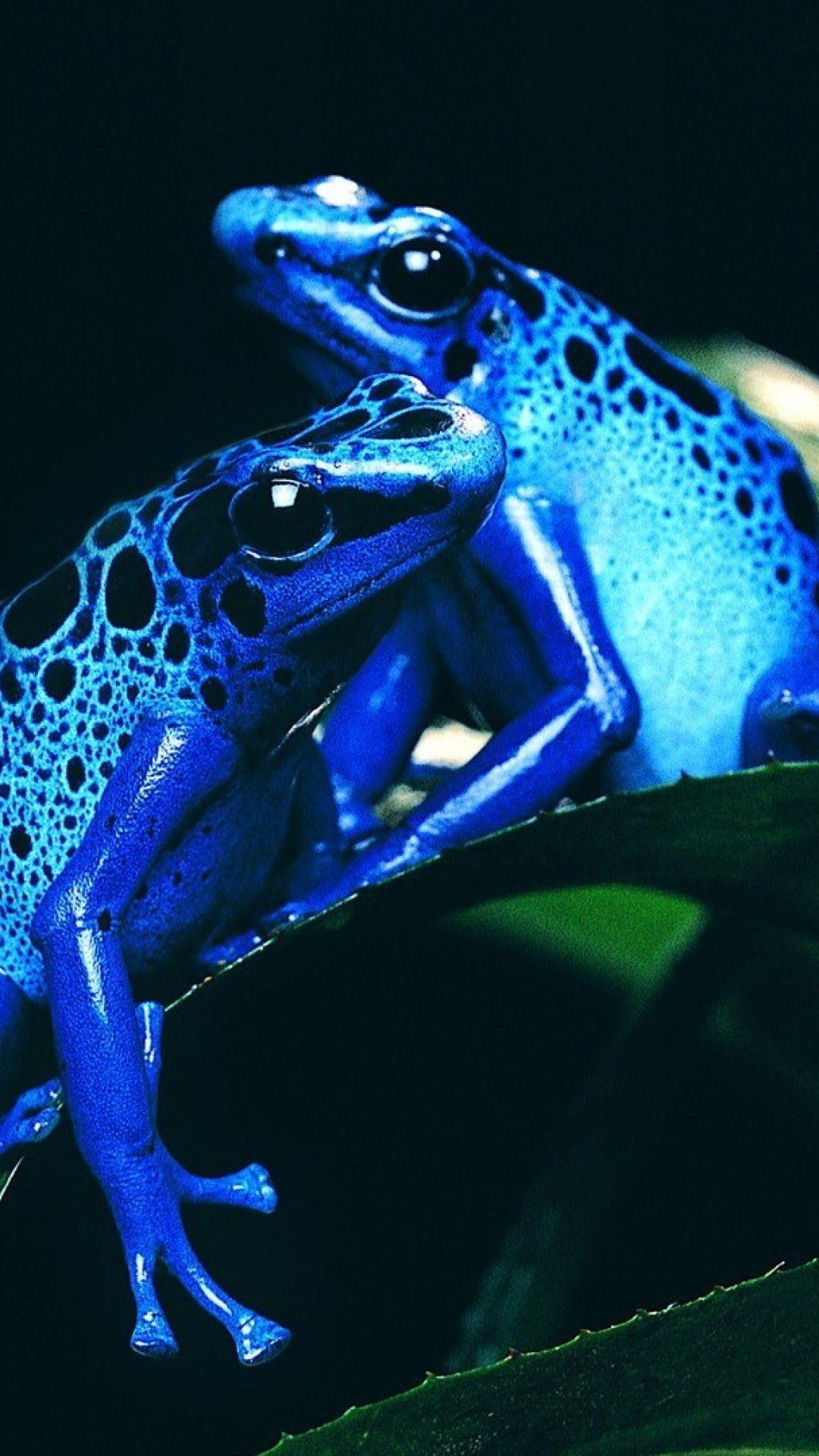 Blue Frogs S4 Wallpaper. Creatures of Reptilian