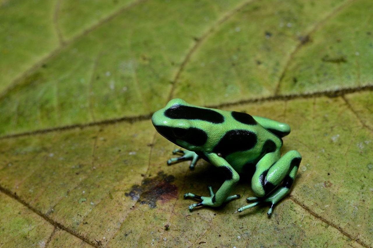 Green And Black Poison Dart Frog 23 Wide Wallpaper