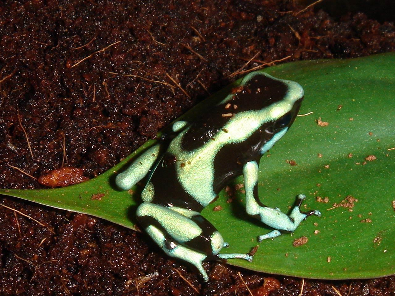 Poison Dart Frog Wallpaper and Background