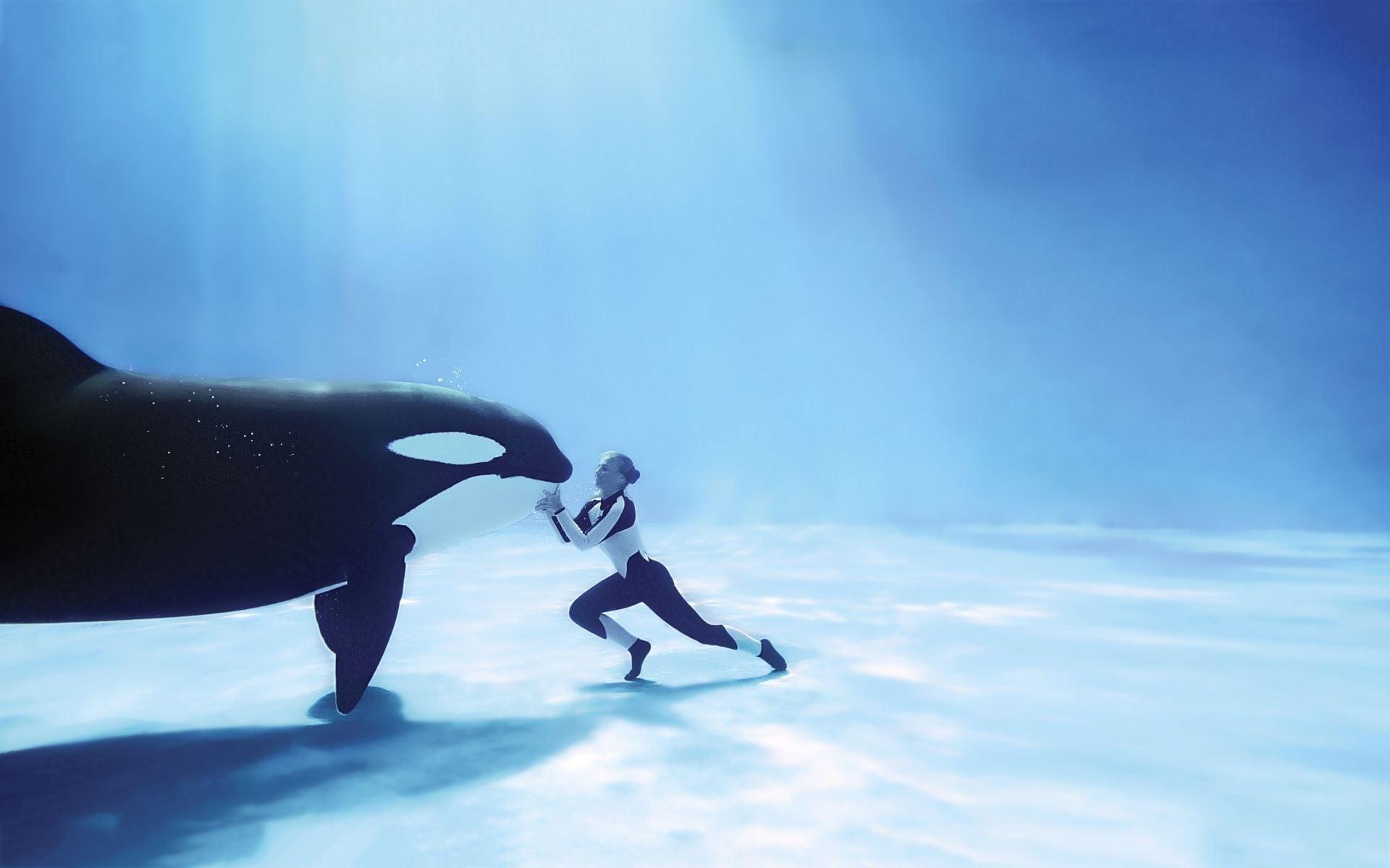 Orca Killer Whale HD wallpaper Download