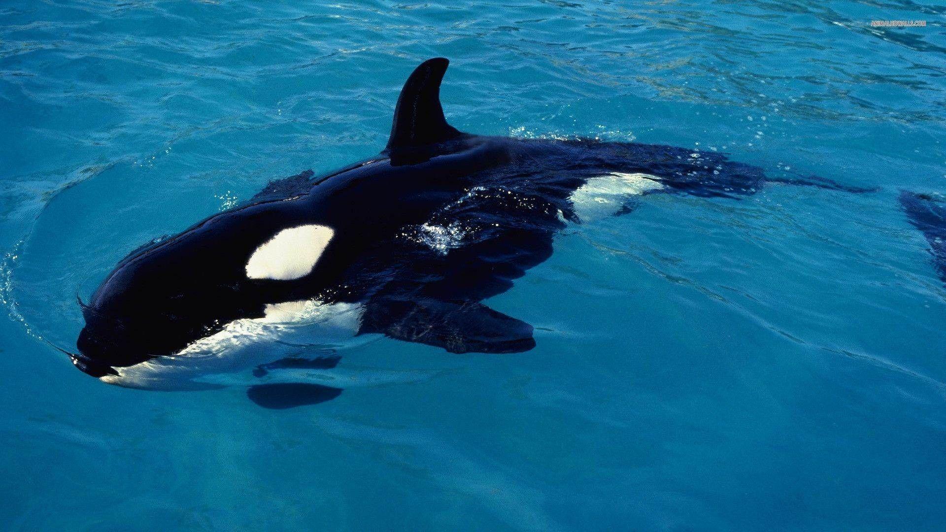 Killer Whale Wallpaper