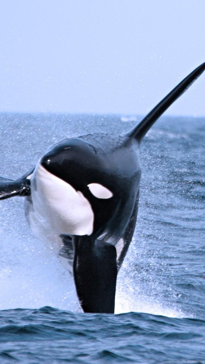 Killer Whale Cool Background Wallpaper 12199 Amazing Wallpaperz