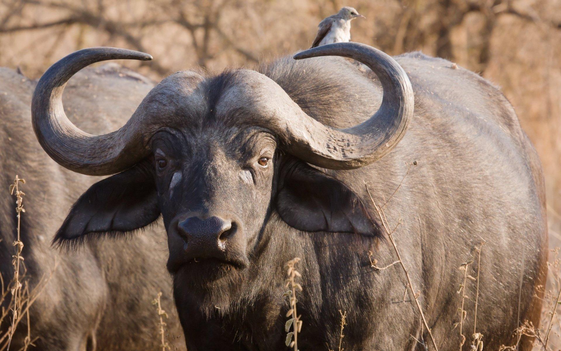 African Buffalo HD Wallpaper and Background Image