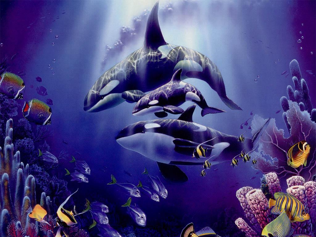 killer whales wallpaper Cute and Docile