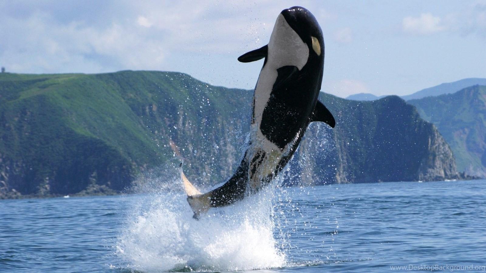 Killer Whale Wallpaper Desktop Background