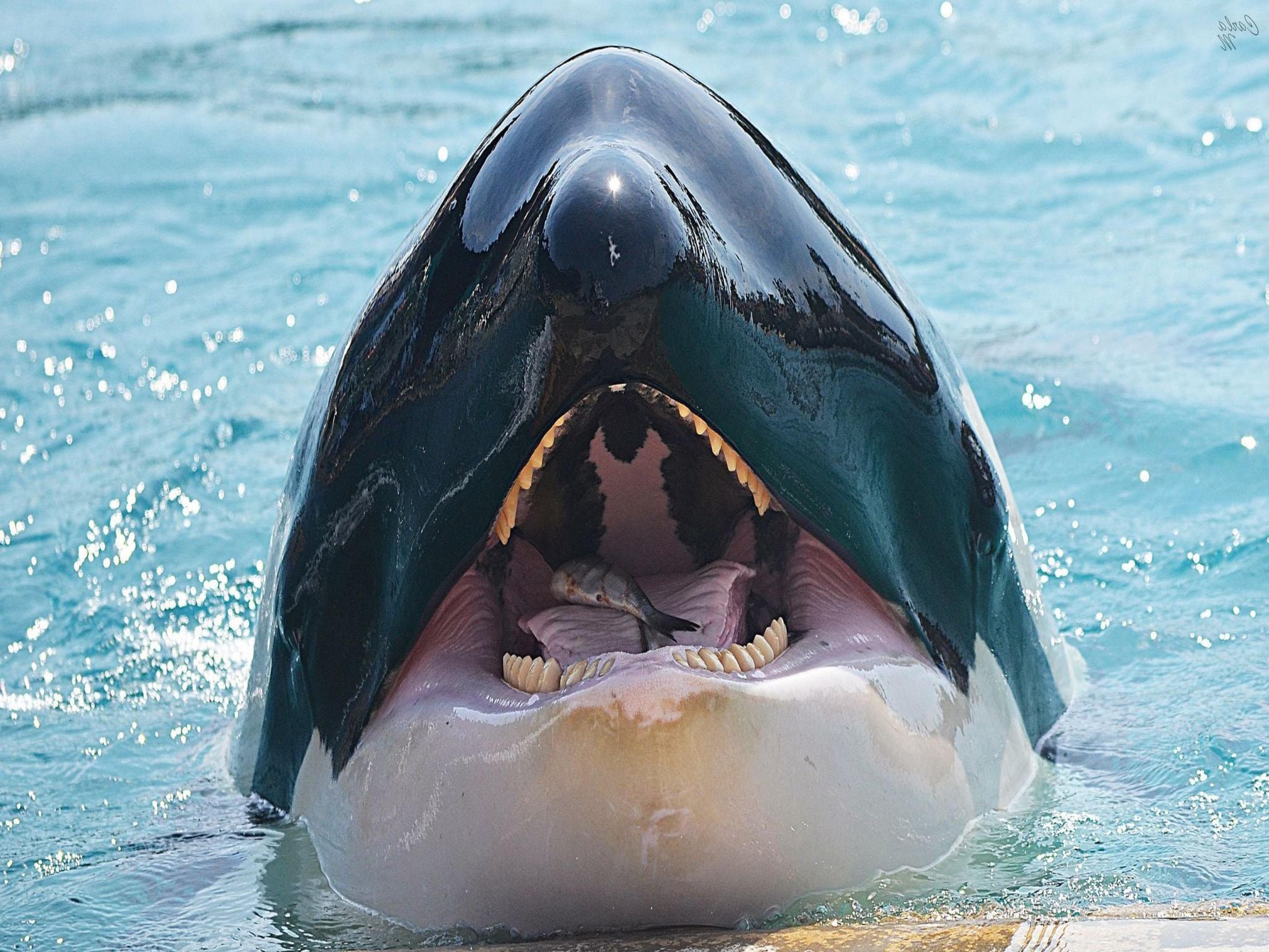 Killer Whale Wallpapers Wallpaper Cave