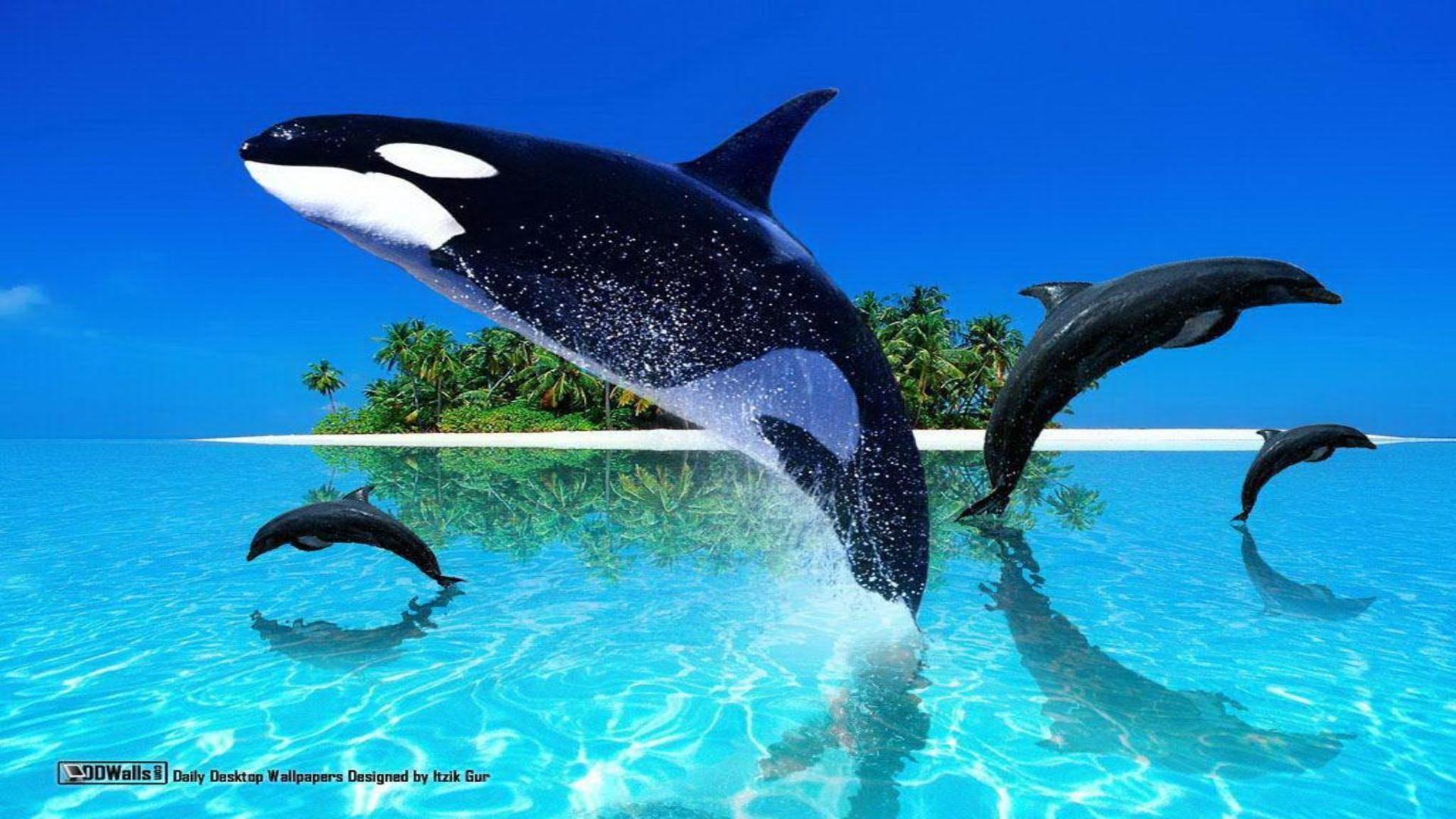 Killer Whale Widescreen Wallpaper