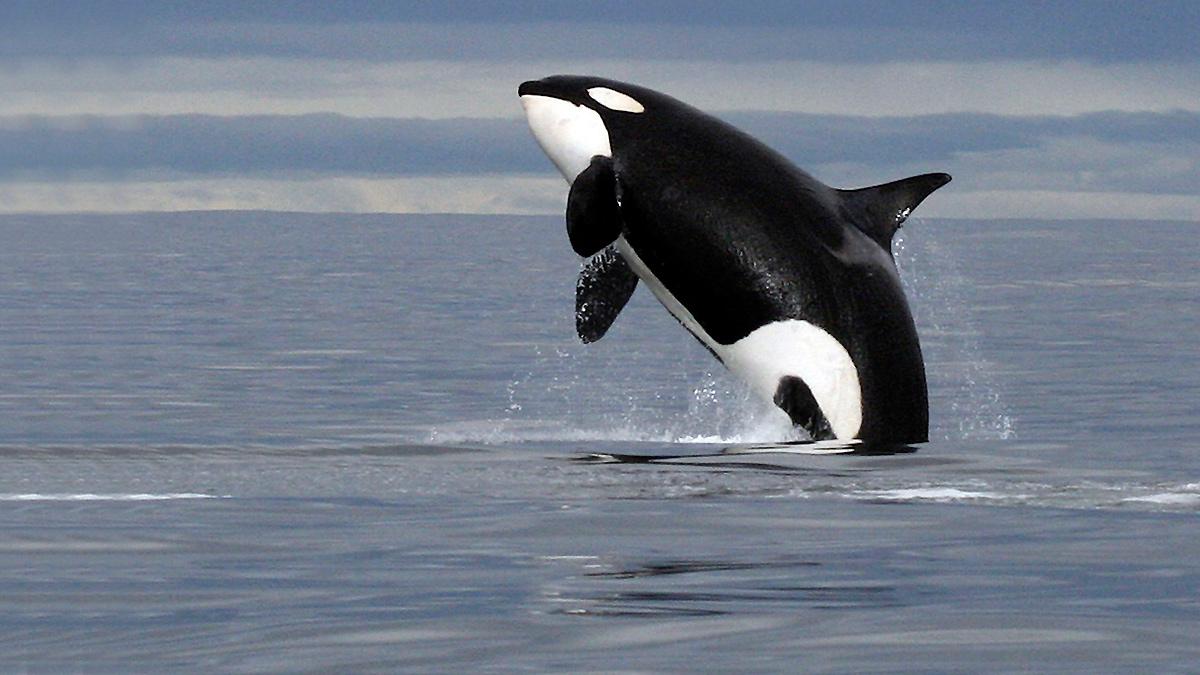 Killer Whale Wallpapers - Wallpaper Cave