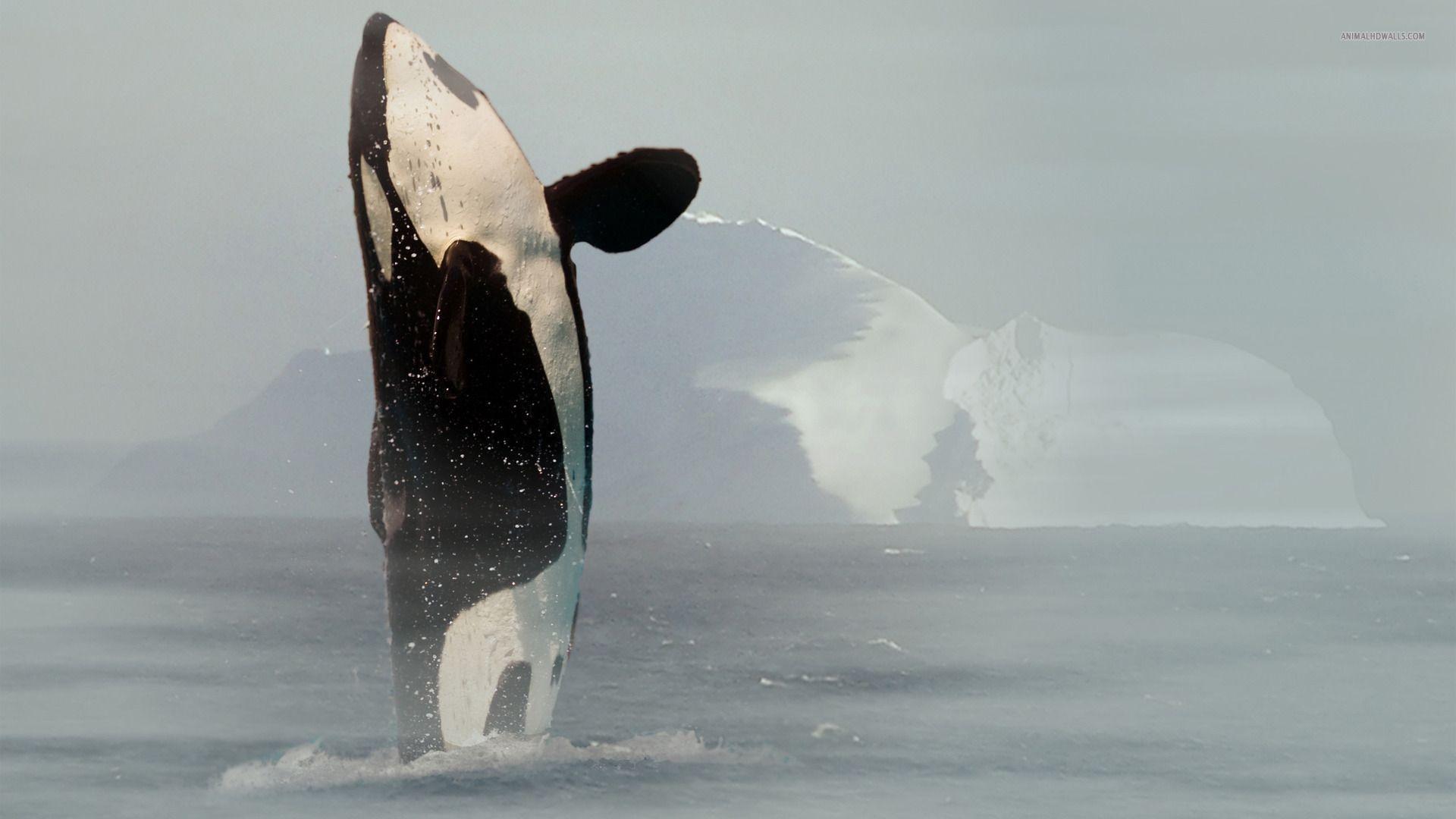 Killer Whale Wallpaper 4K