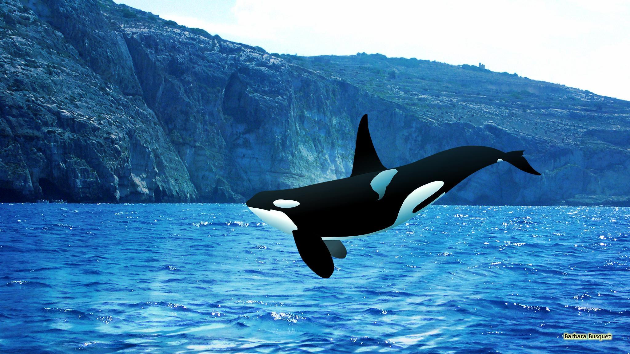 Orca Wallpaper For The Computer