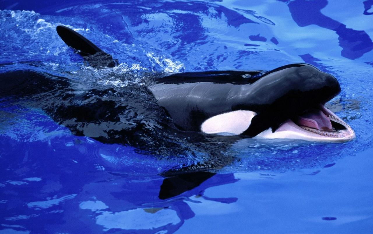 Feed Mel killer whale wallpaper. Feed Mel killer whale