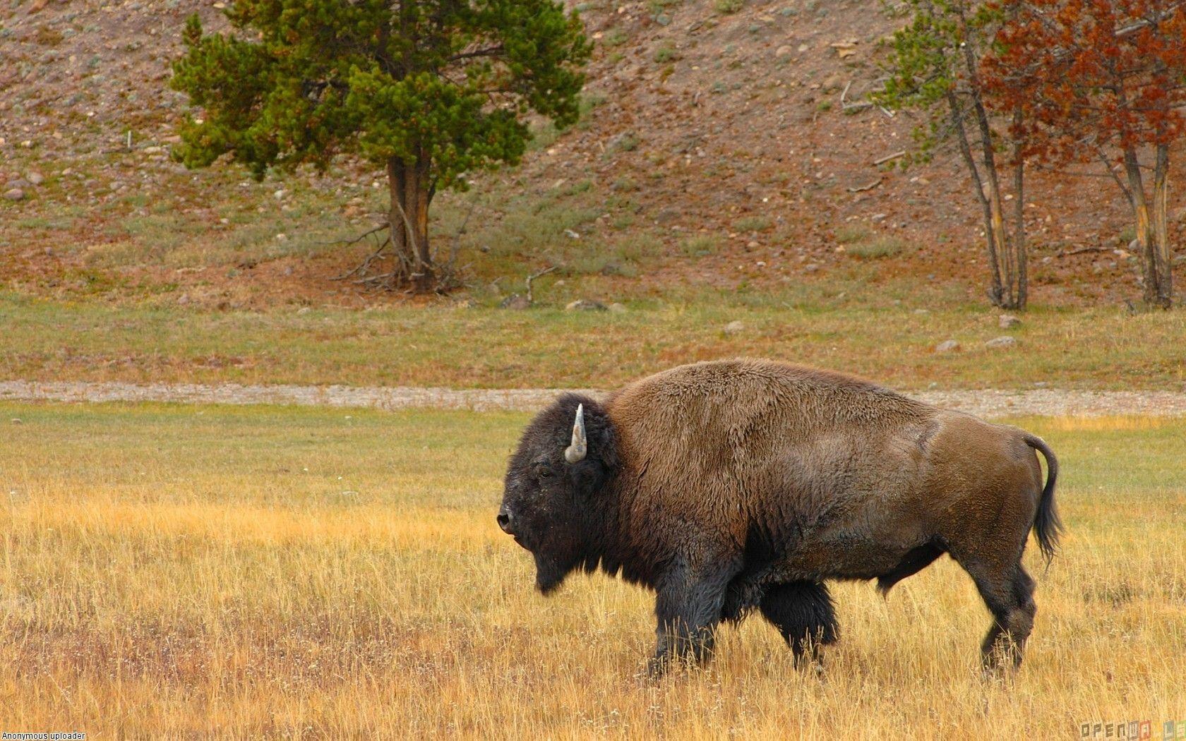 american buffalo picture. American buffalo wallpaper