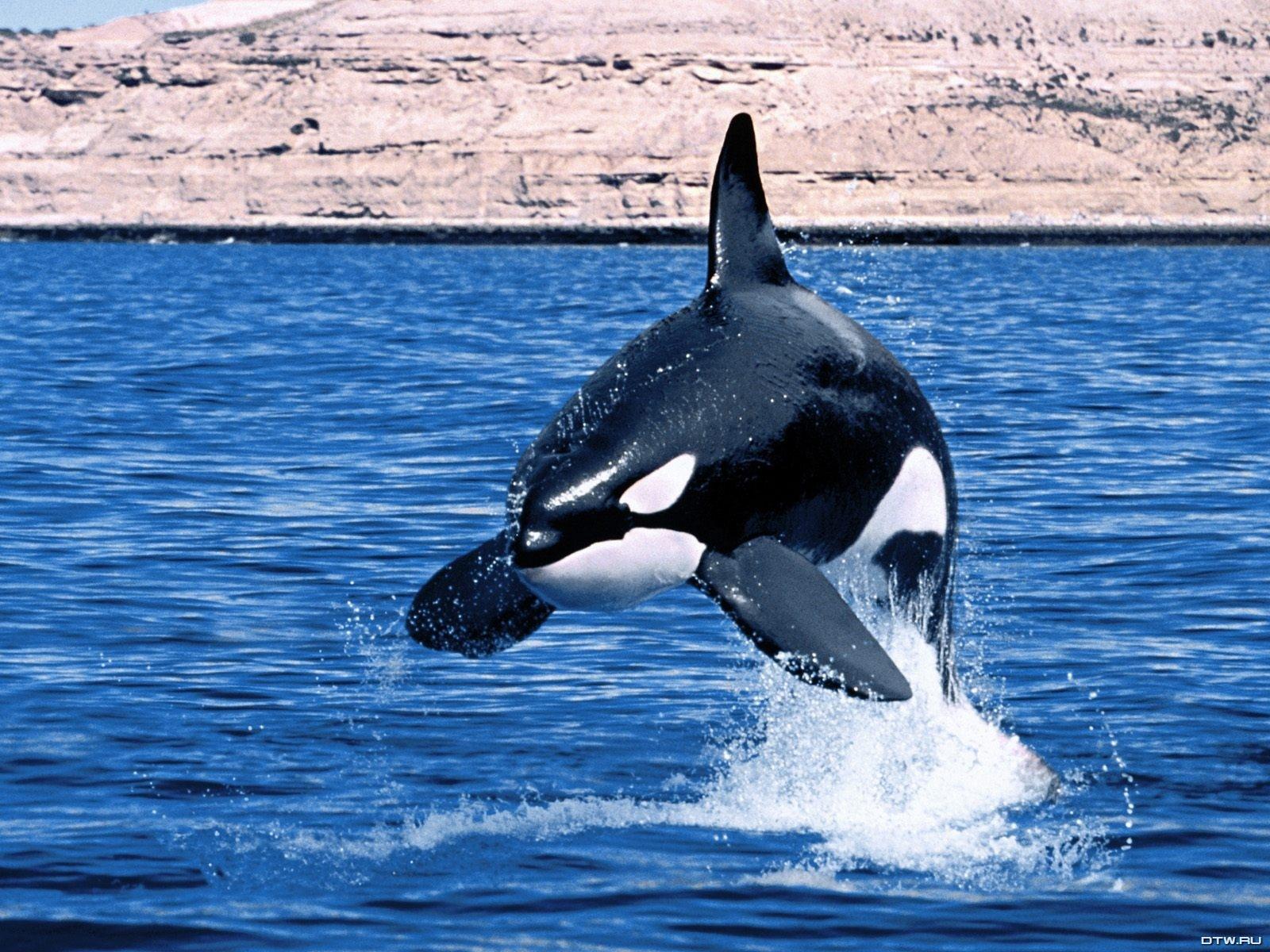 Killer Whale Wallpaper #D338X33 (1600x1200 px)