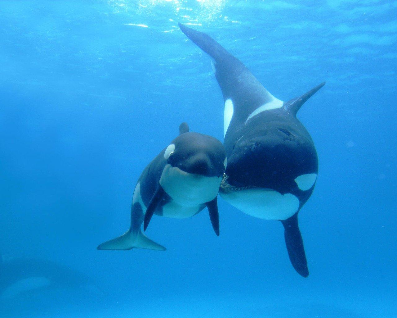 Baby Killer Whales HD Wallpaper, Background Image