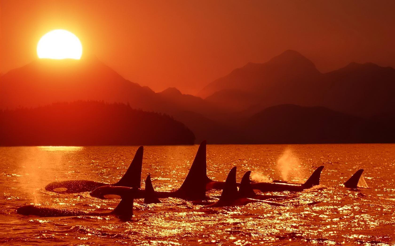 Killer Whales Wallpaper 1680x1050 (219.96 KB)