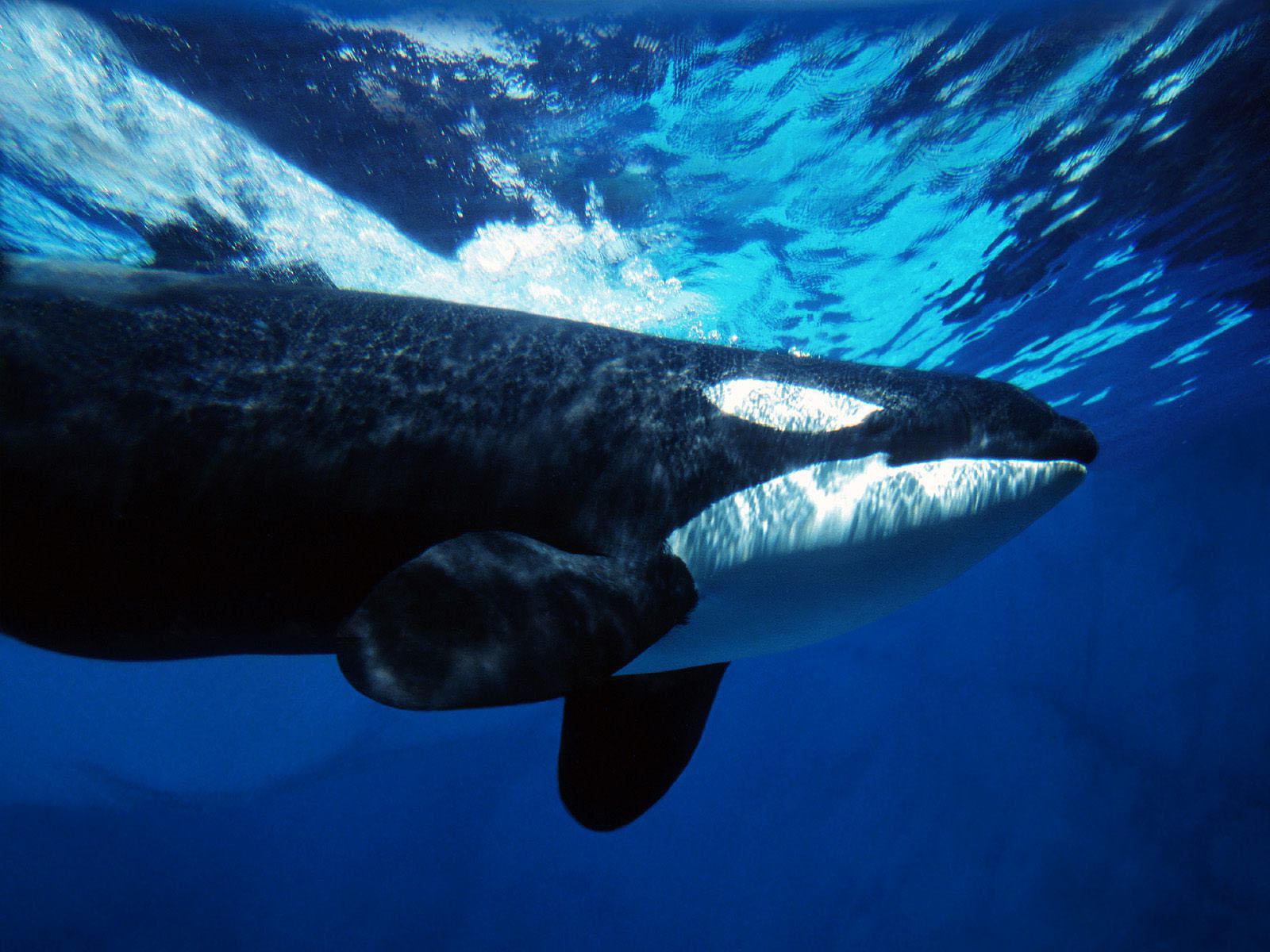 Killer Whale Drawing wallpaper Killer Whale Wallpaper amxxcs Orca