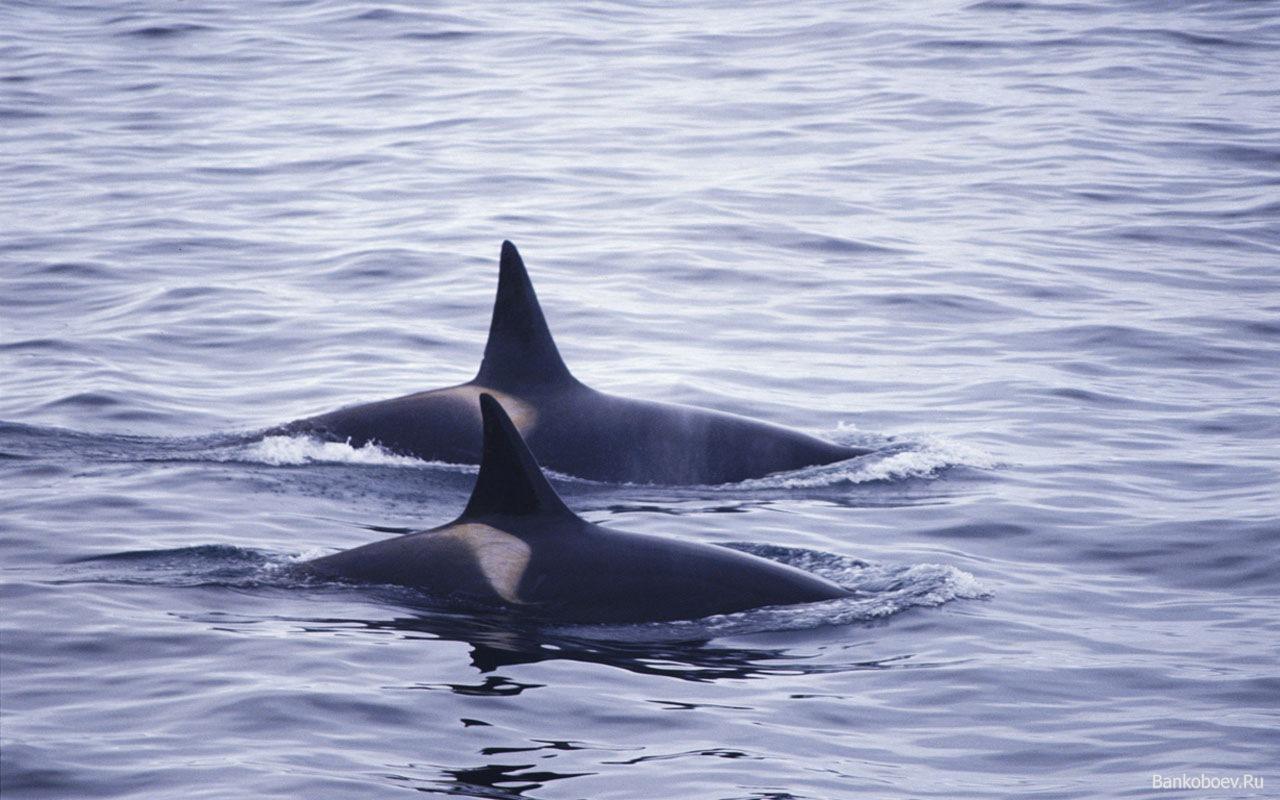 Killer Whale Wallpaper 1080p #W8A75DR