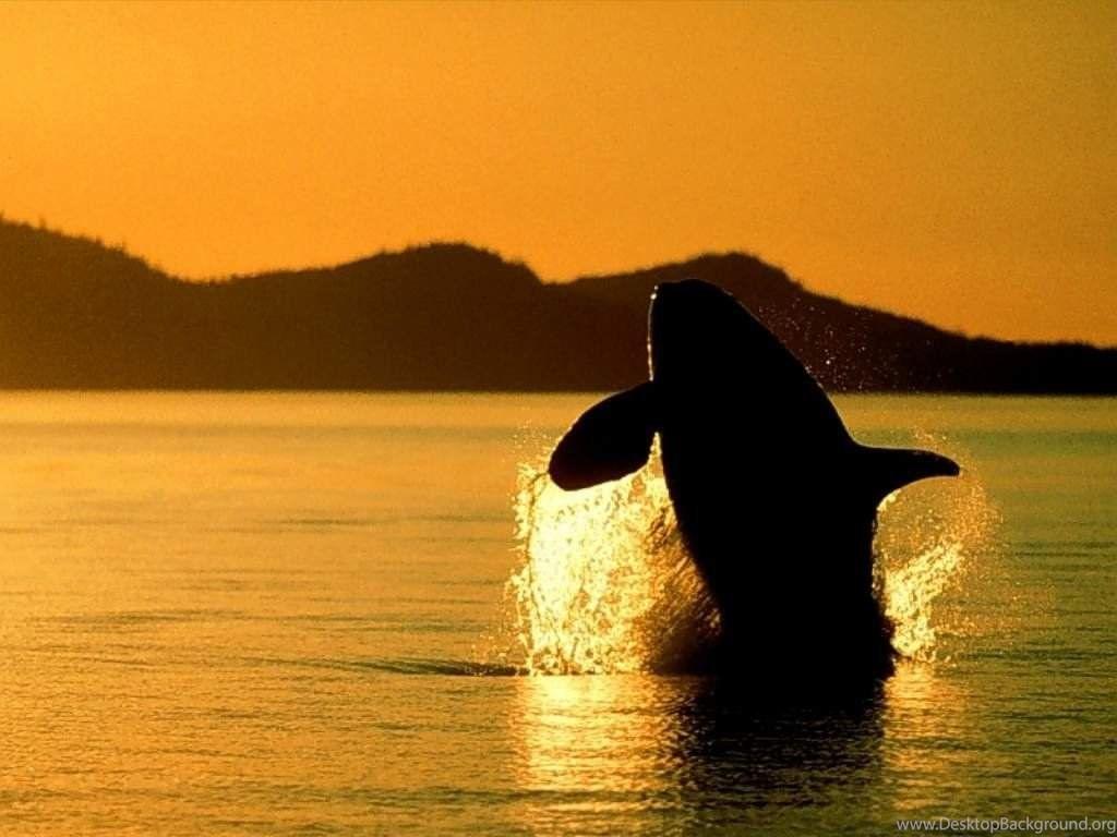 Killer Whale Background Wallpaper 12286 Amazing Wallpaperz Desktop