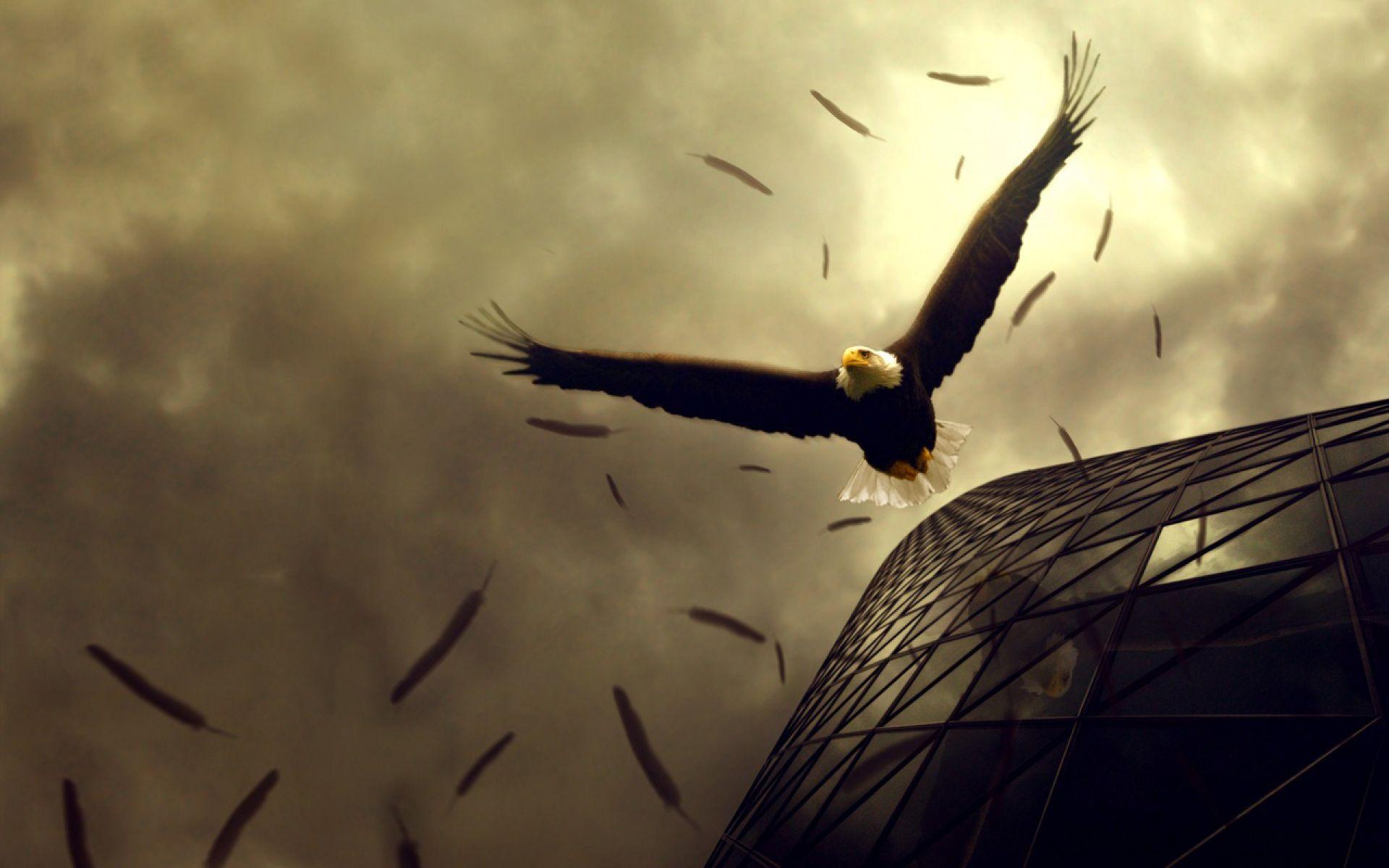 Stunning Eagle Flight Wallpaper. HD Animals and Birds Wallpaper