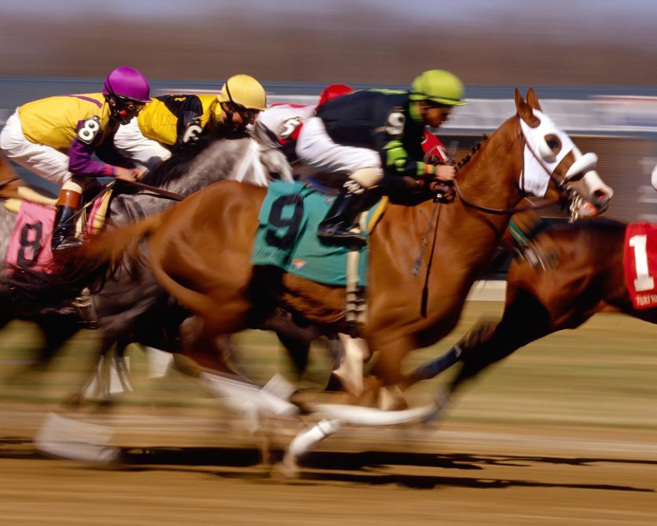 Horse Racing Wallpaper Horses Animals Wallpaper in jpg format