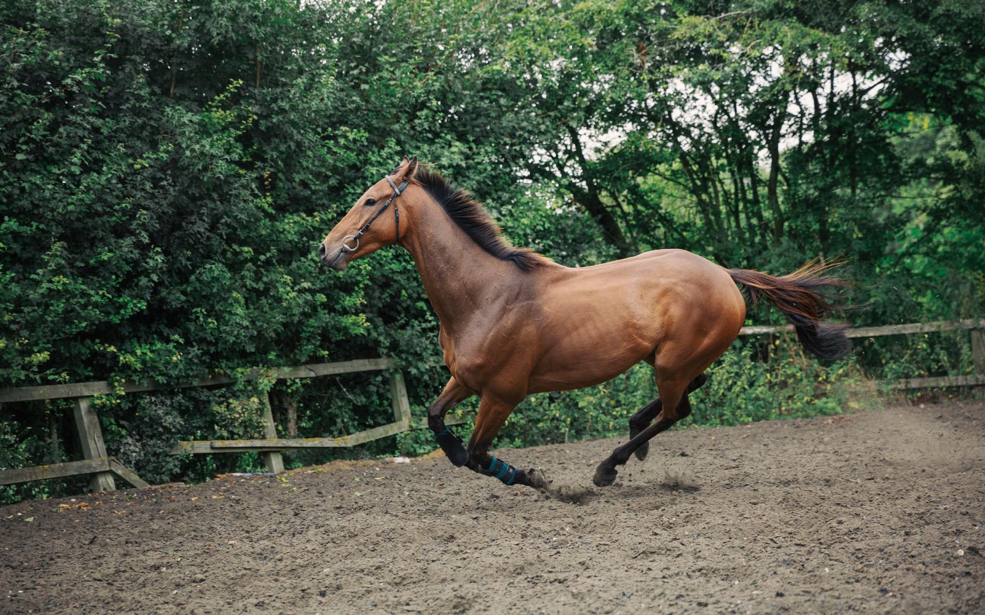 A Bay Thoroughbred Racehorse in a Paddock